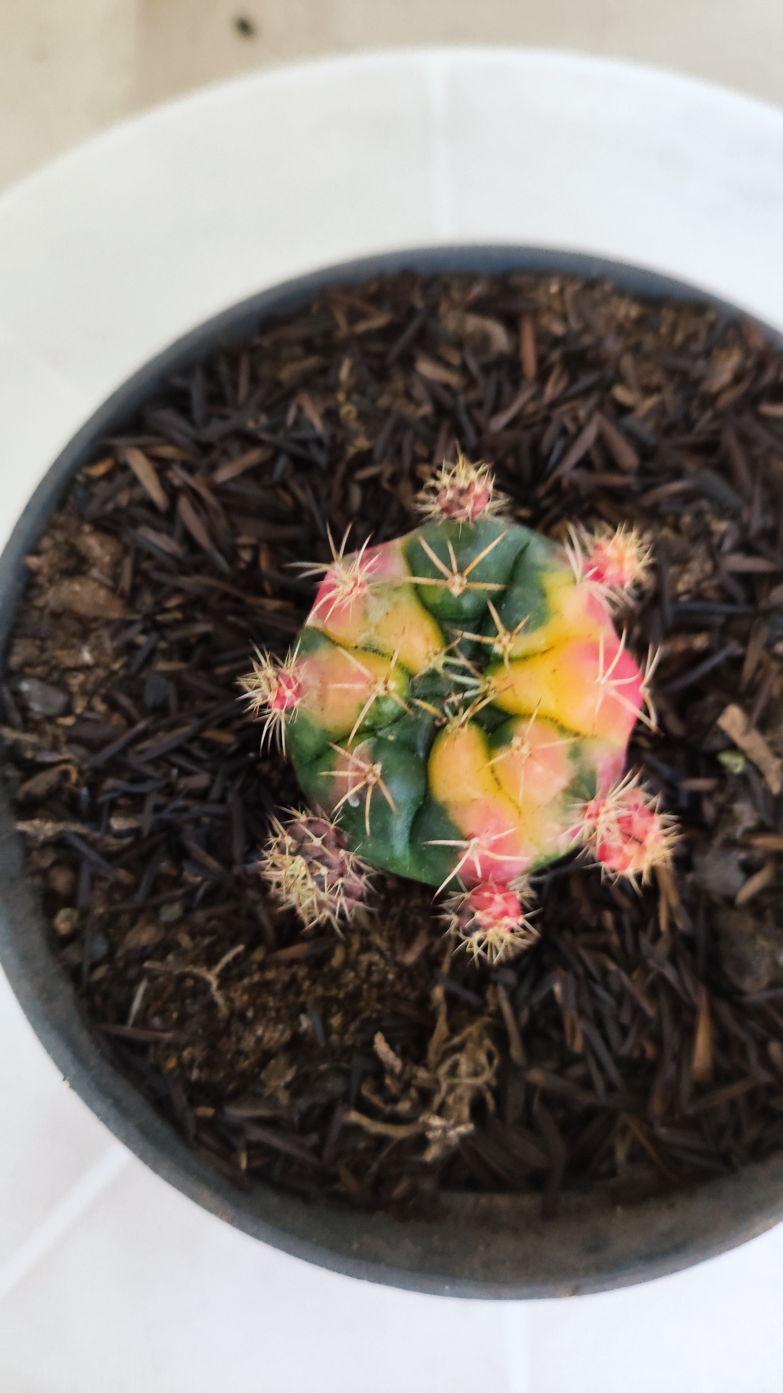 GYMNOCALYCIUM DAMSII Variegata Nº 625 – vaso 11