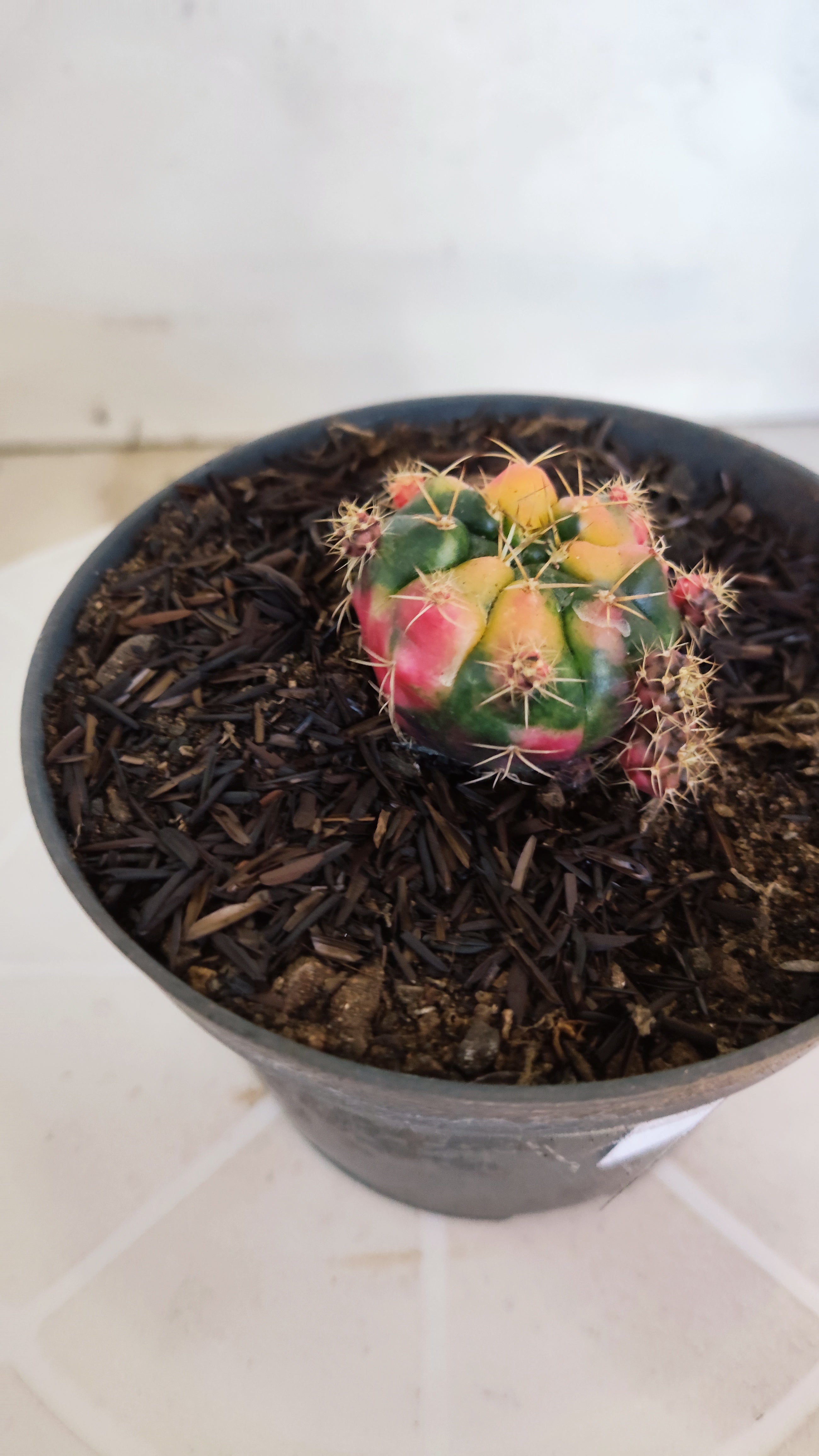 GYMNOCALYCIUM DAMSII Variegata Nº 625 – vaso 11