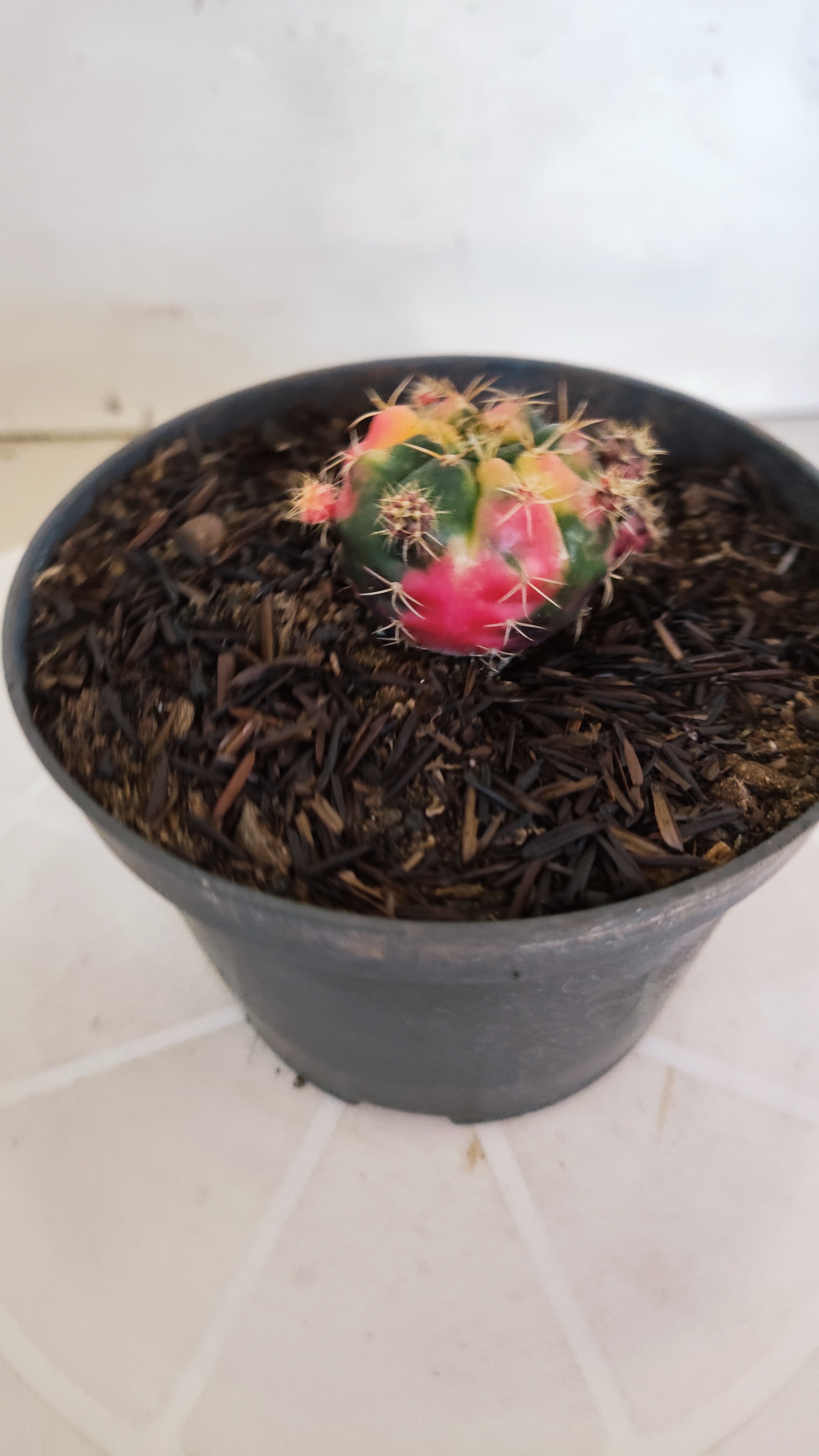 GYMNOCALYCIUM DAMSII Variegata Nº 625 – vaso 11