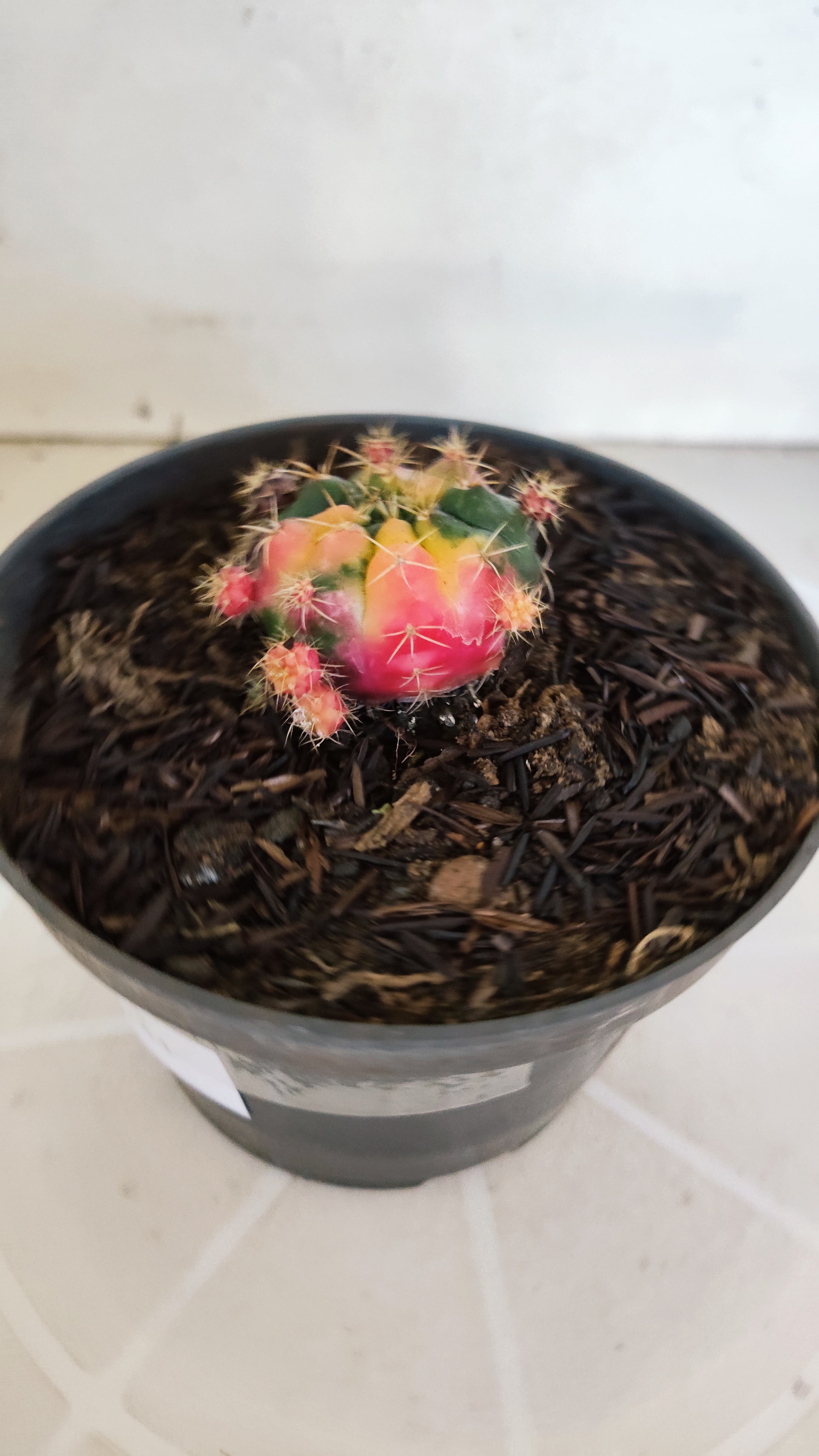 GYMNOCALYCIUM DAMSII Variegata Nº 625 – vaso 11