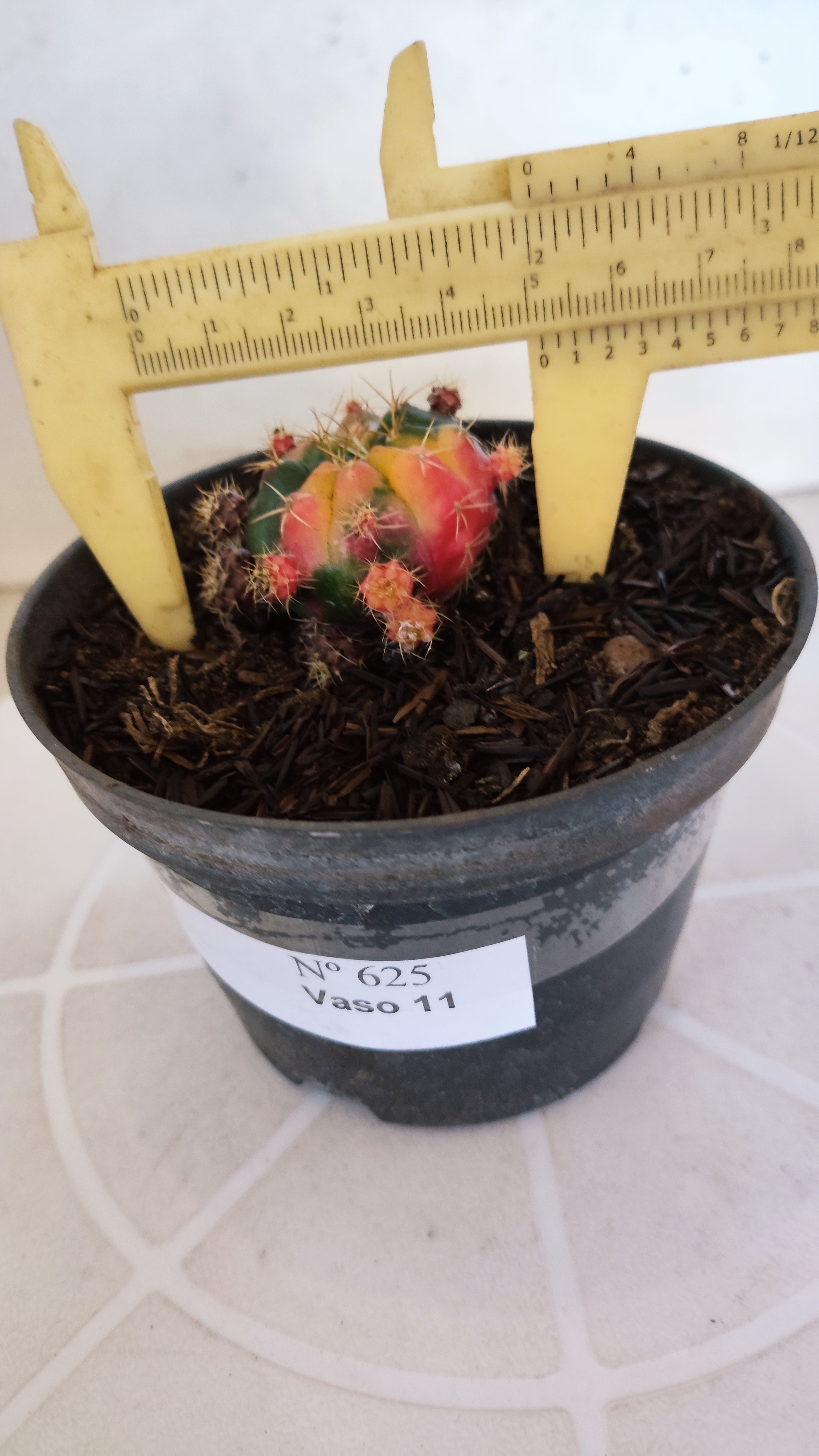 GYMNOCALYCIUM DAMSII Variegata Nº 625 – vaso 11