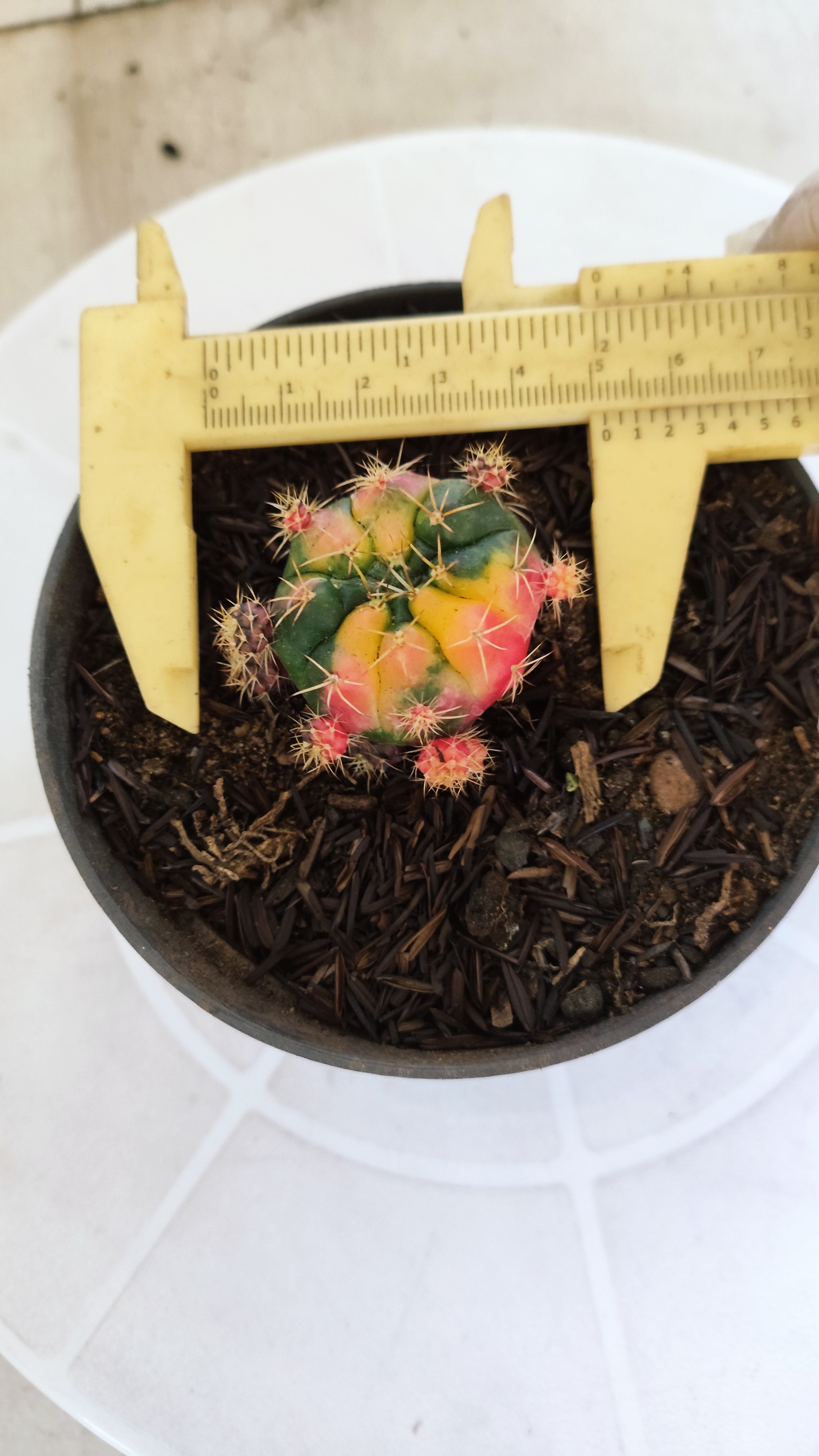 GYMNOCALYCIUM DAMSII Variegata Nº 625 – vaso 11