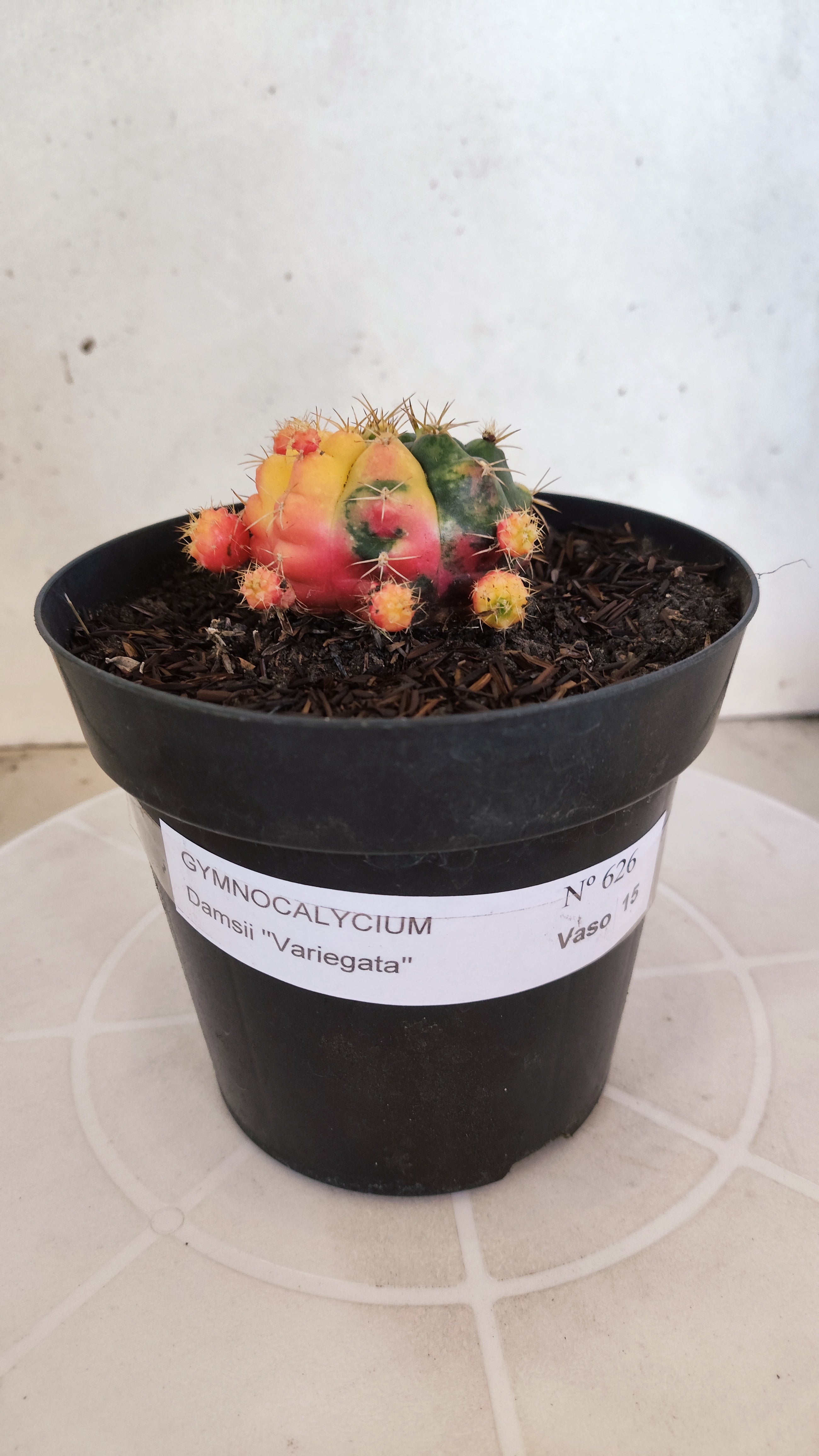 GYMNOCALYCIUM DAMSII Variegata Nº 626 – vaso 15