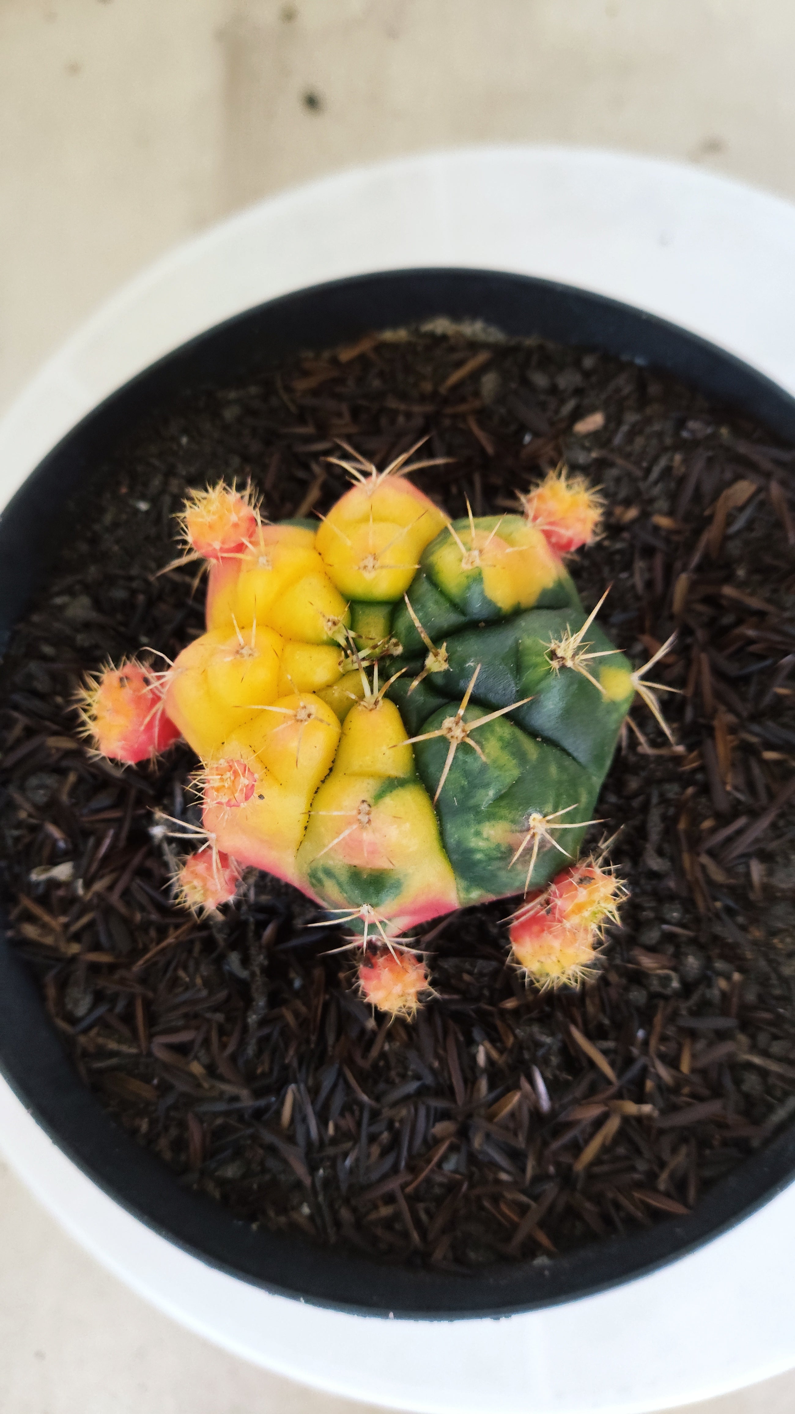 GYMNOCALYCIUM DAMSII Variegata Nº 626 – vaso 15