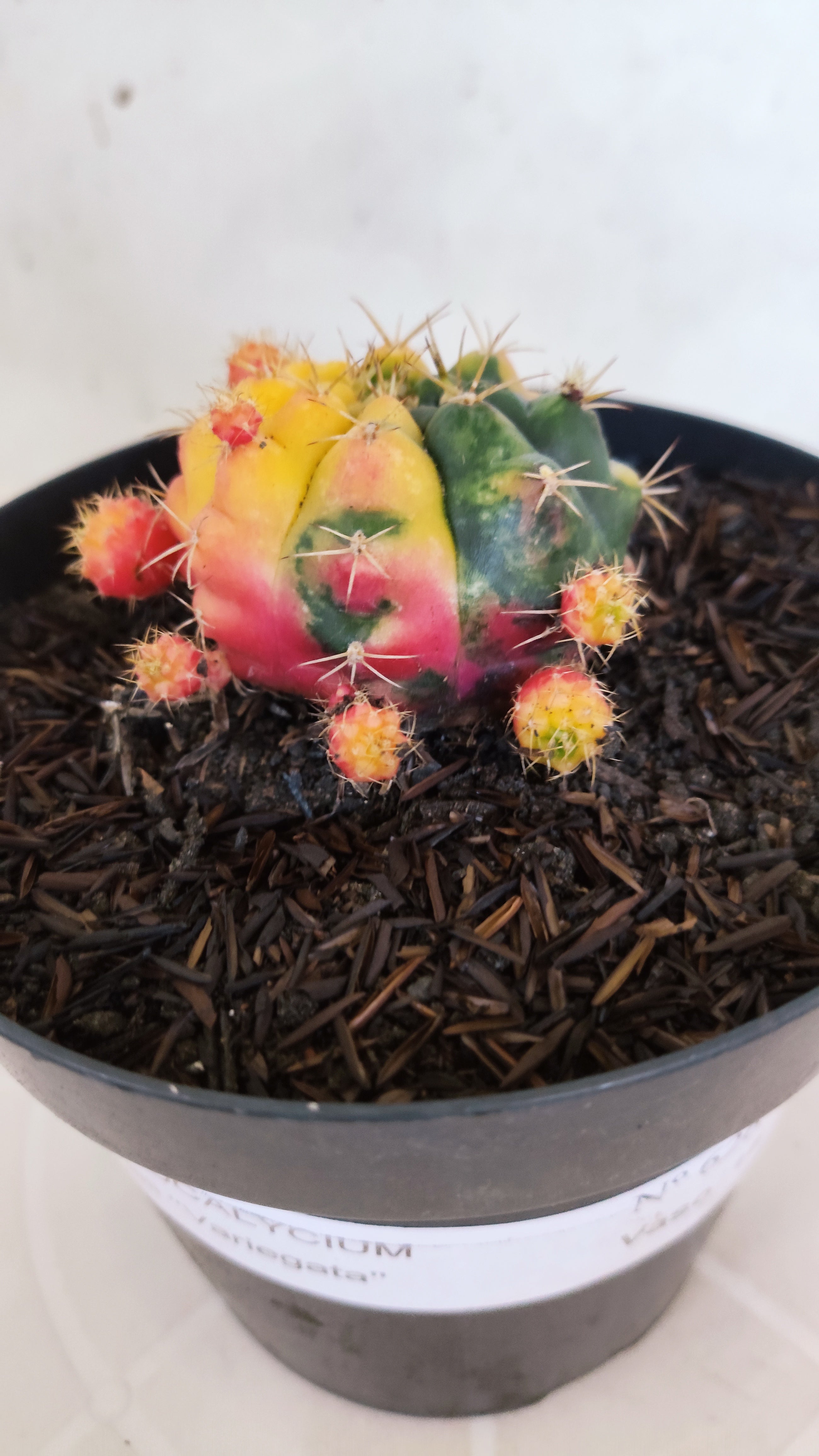GYMNOCALYCIUM DAMSII Variegata Nº 626 – vaso 15