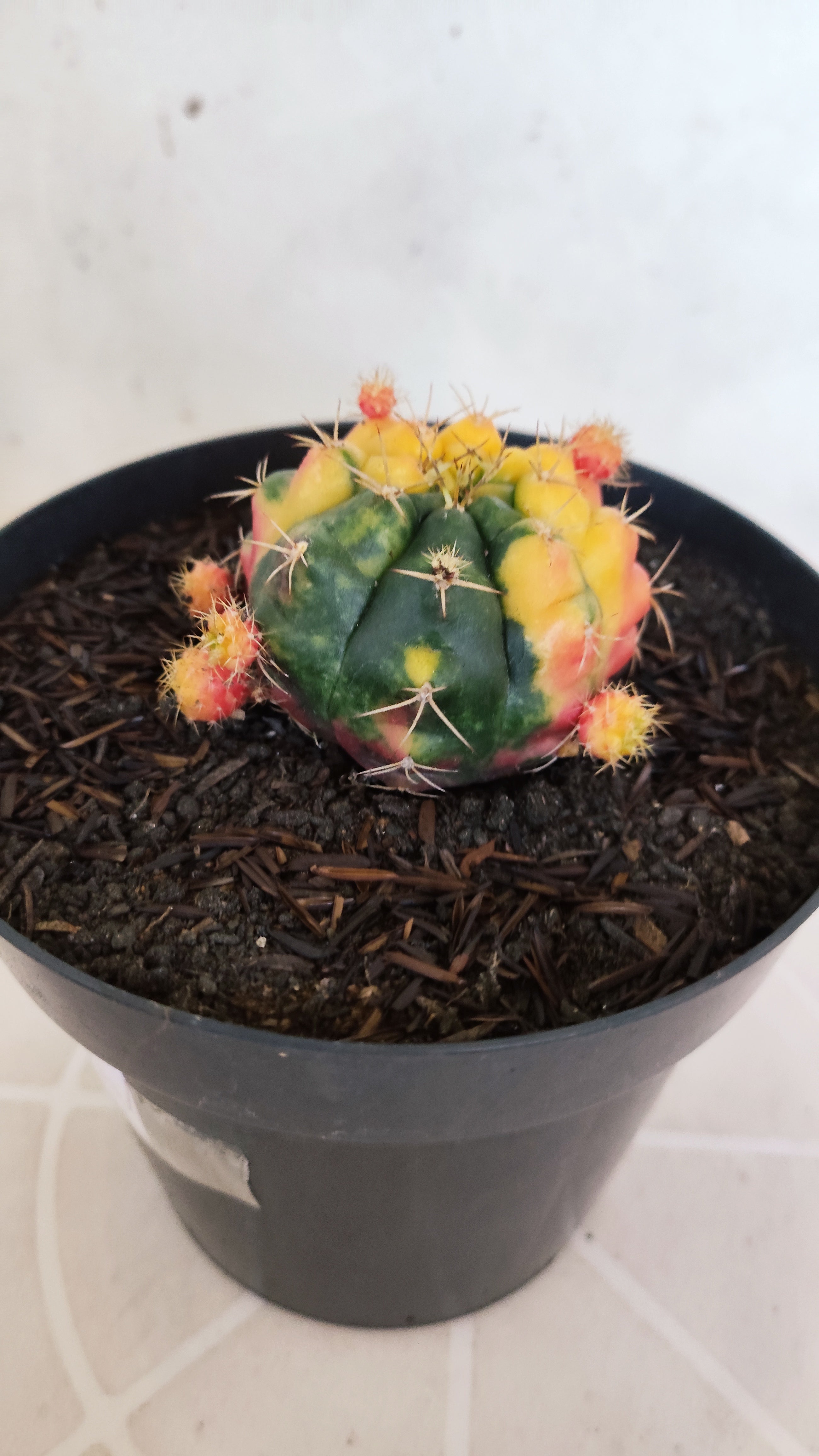 GYMNOCALYCIUM DAMSII Variegata Nº 626 – vaso 15