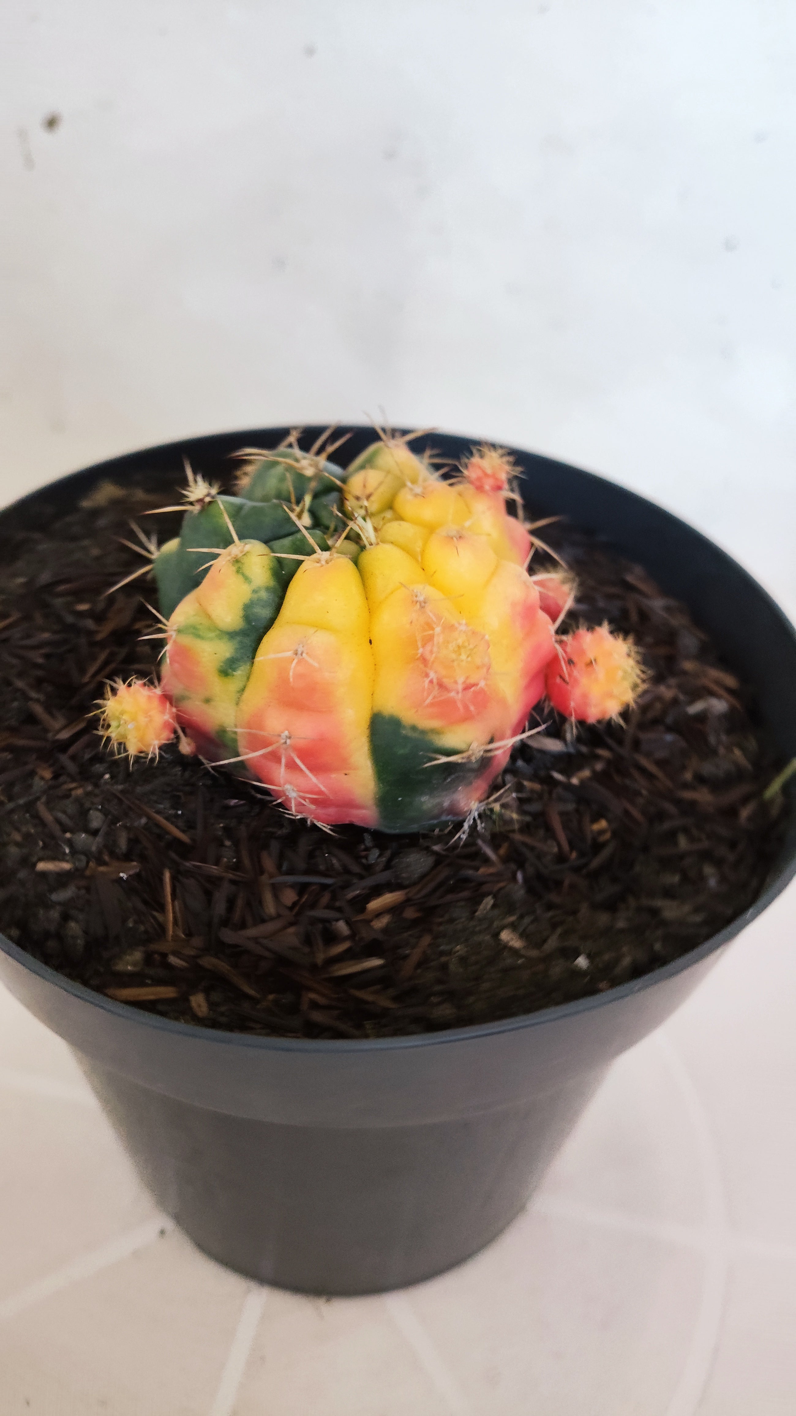 GYMNOCALYCIUM DAMSII Variegata Nº 626 – vaso 15