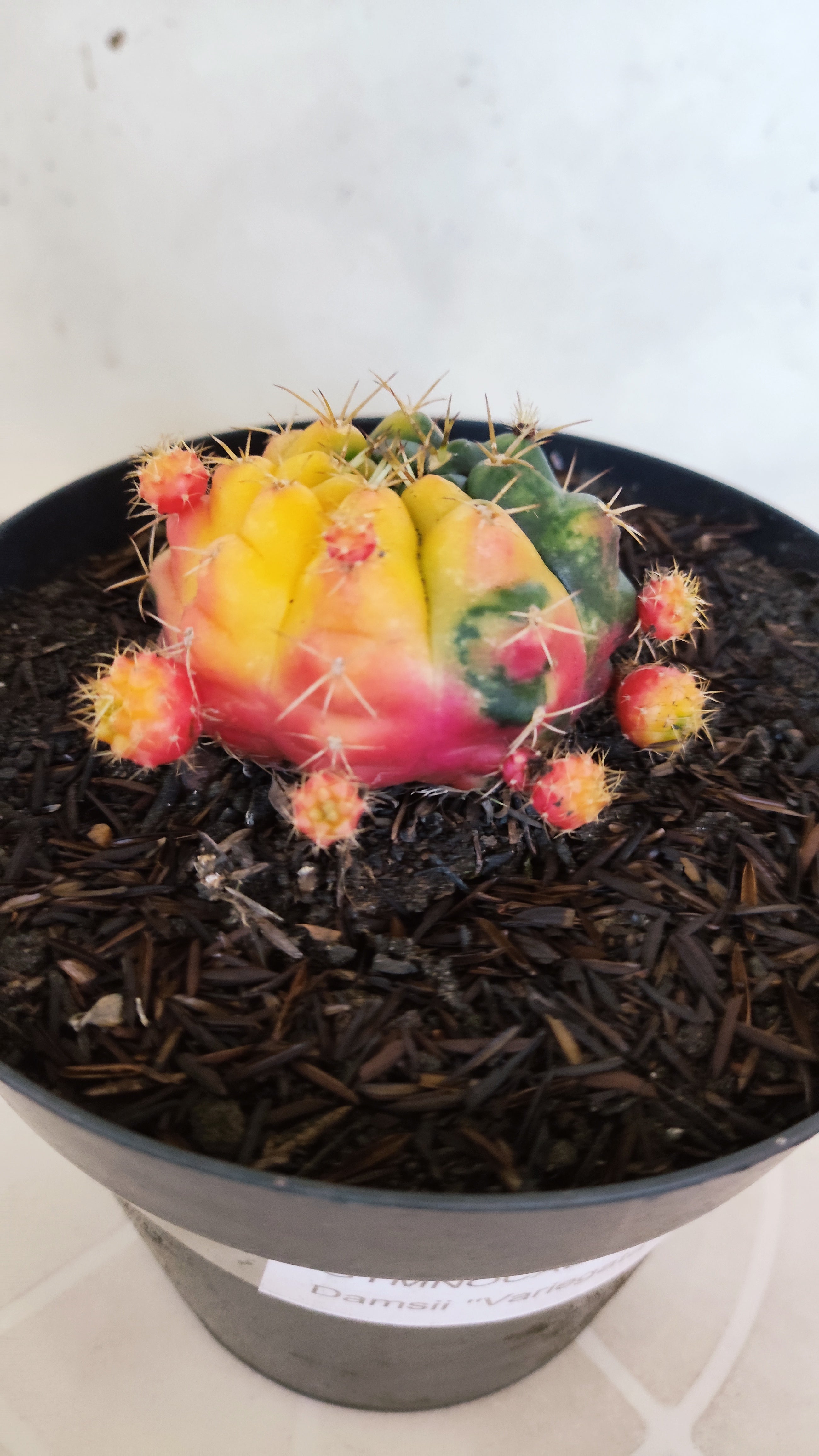 GYMNOCALYCIUM DAMSII Variegata Nº 626 – vaso 15