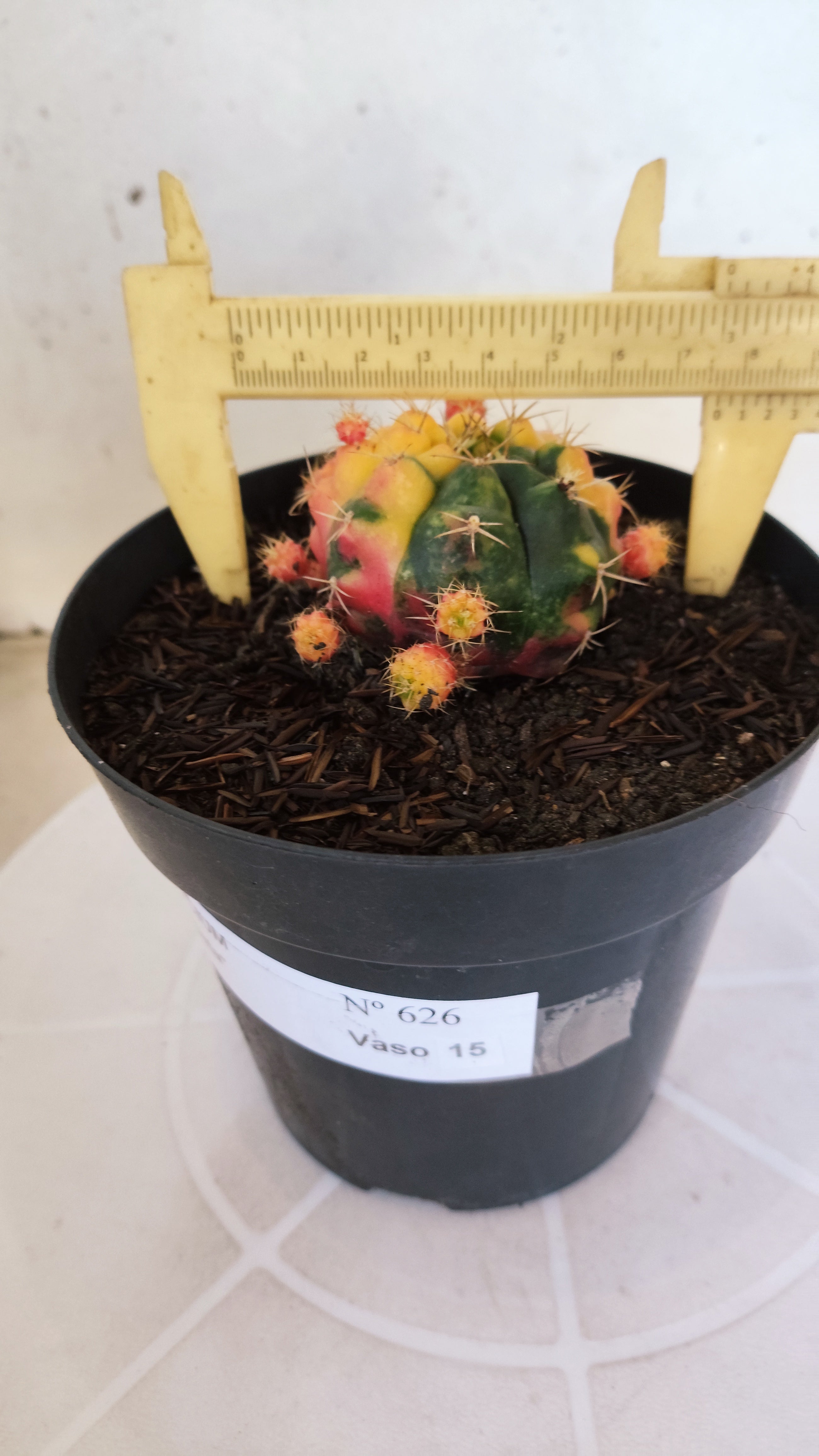 GYMNOCALYCIUM DAMSII Variegata Nº 626 – vaso 15