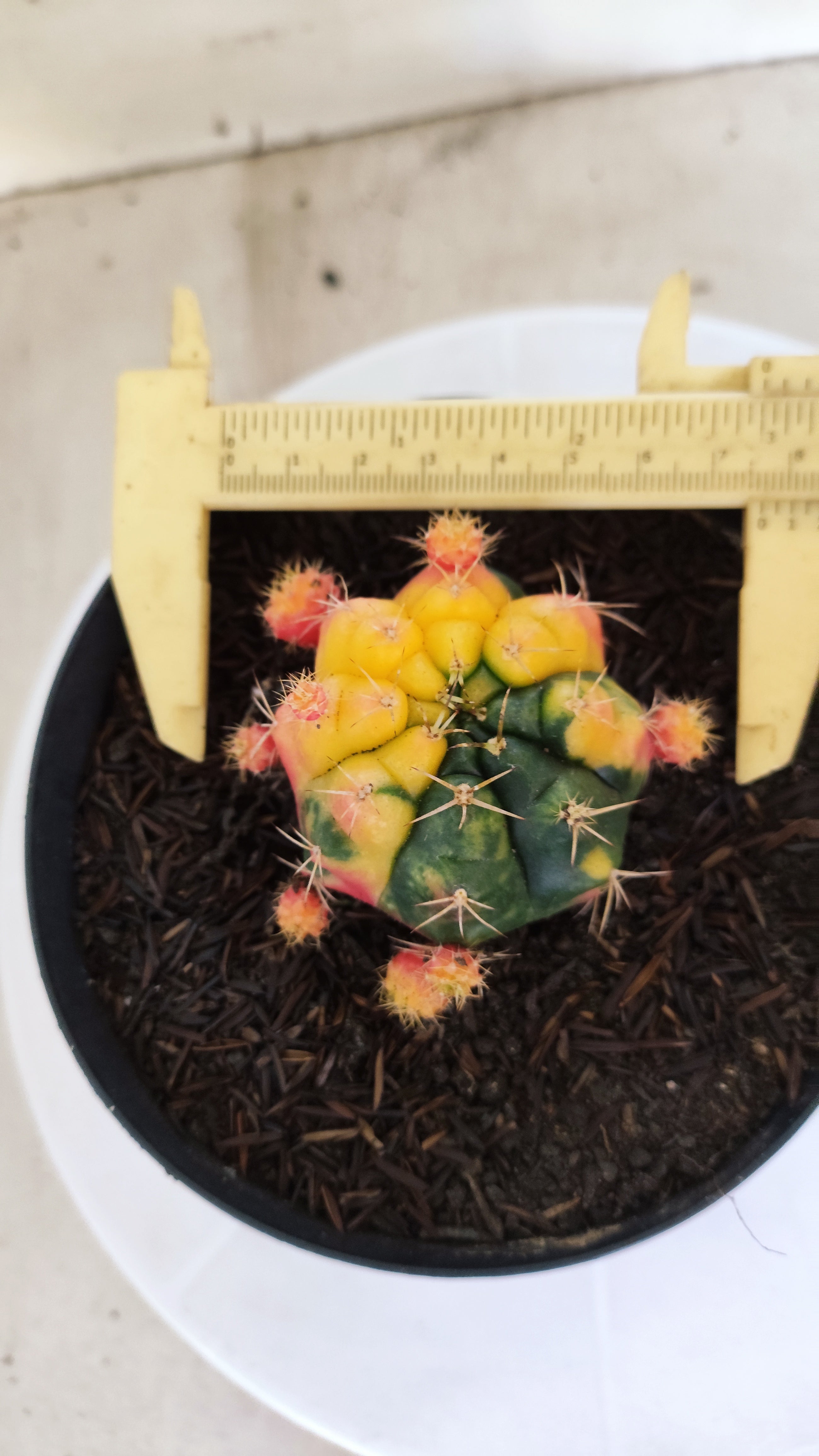 GYMNOCALYCIUM DAMSII Variegata Nº 626 – vaso 15