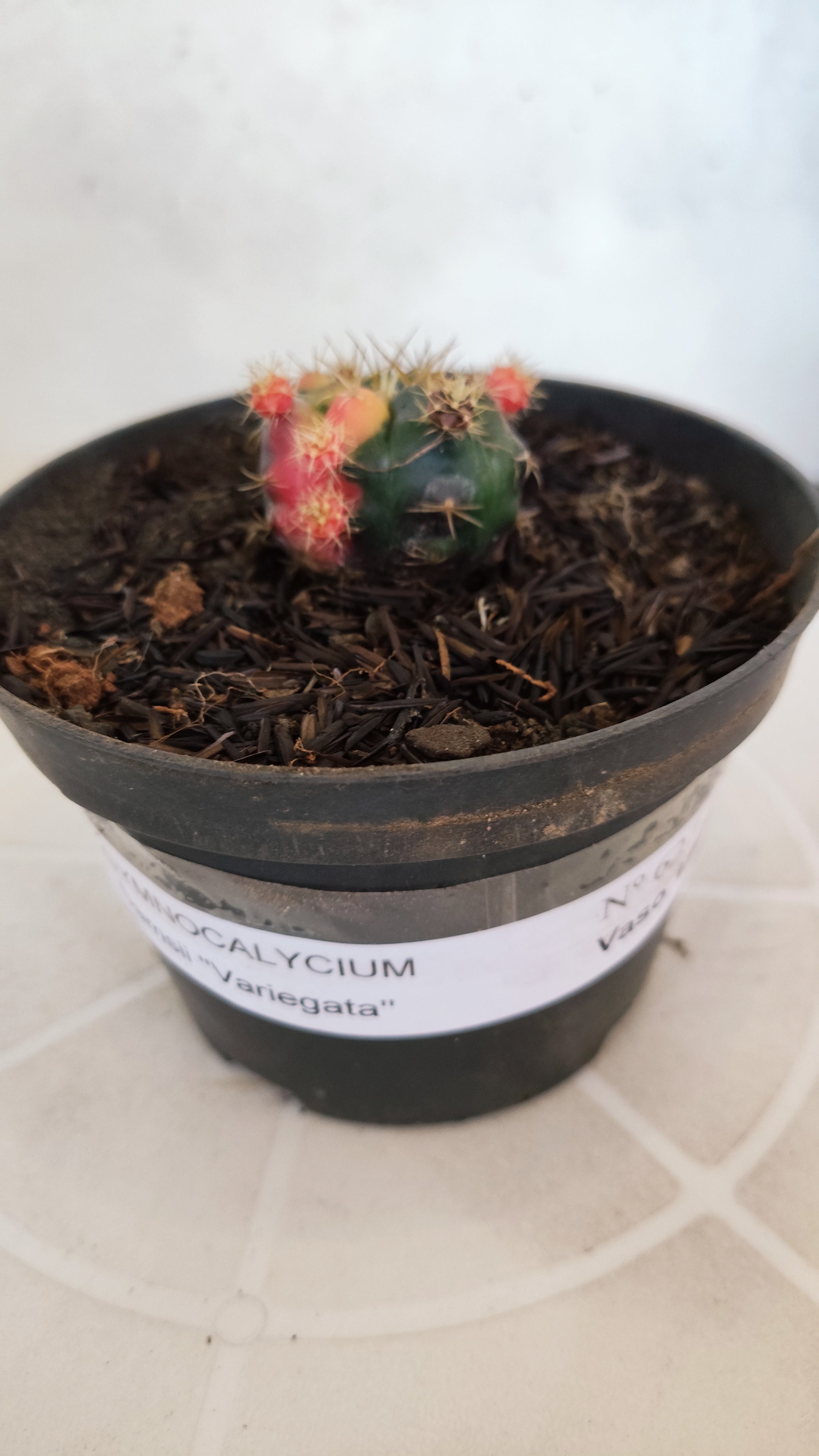 GYMNOCALYCIUM DAMSII Variegata Nº 627 – vaso 11