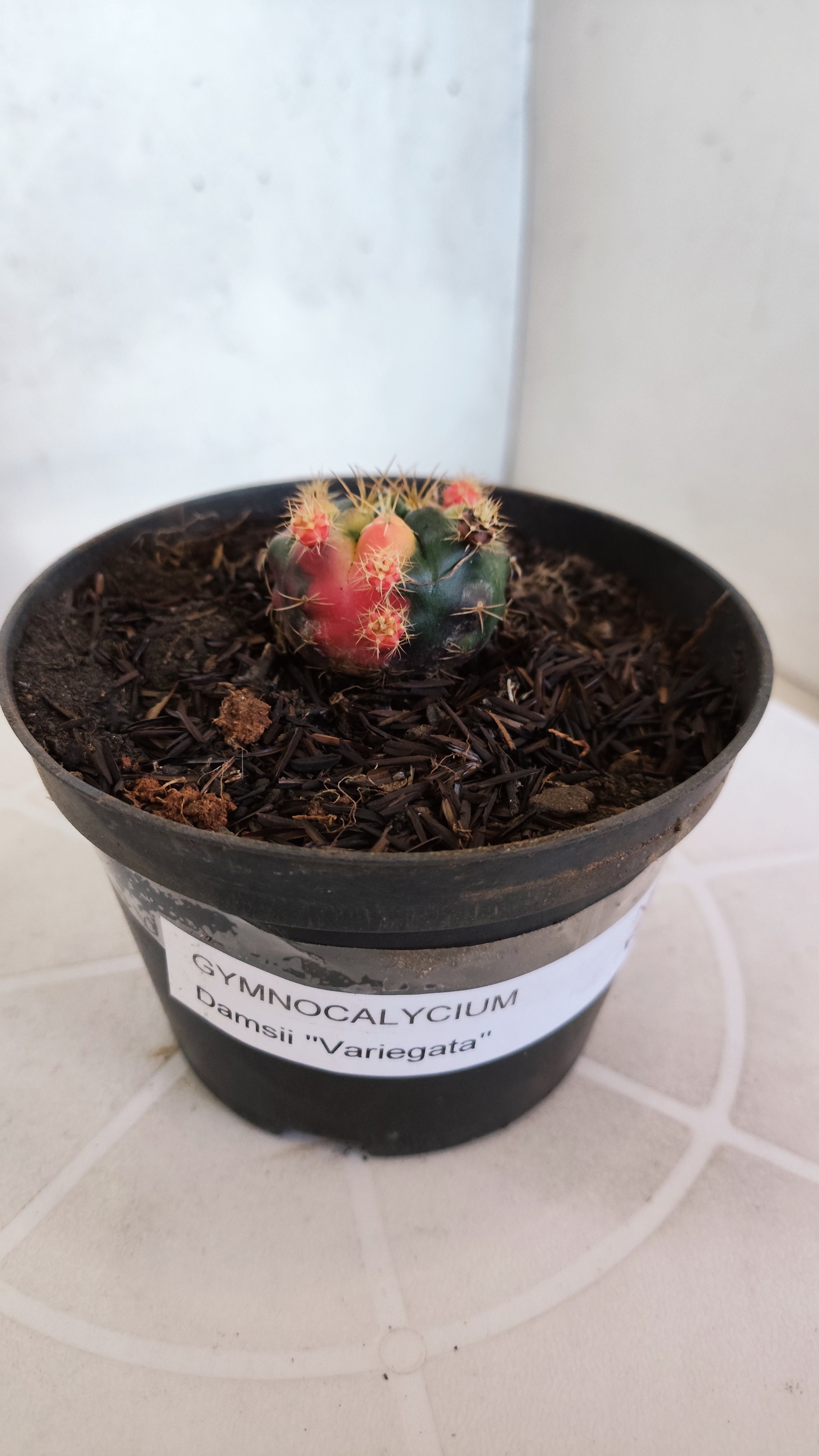GYMNOCALYCIUM DAMSII Variegata Nº 627 – vaso 11