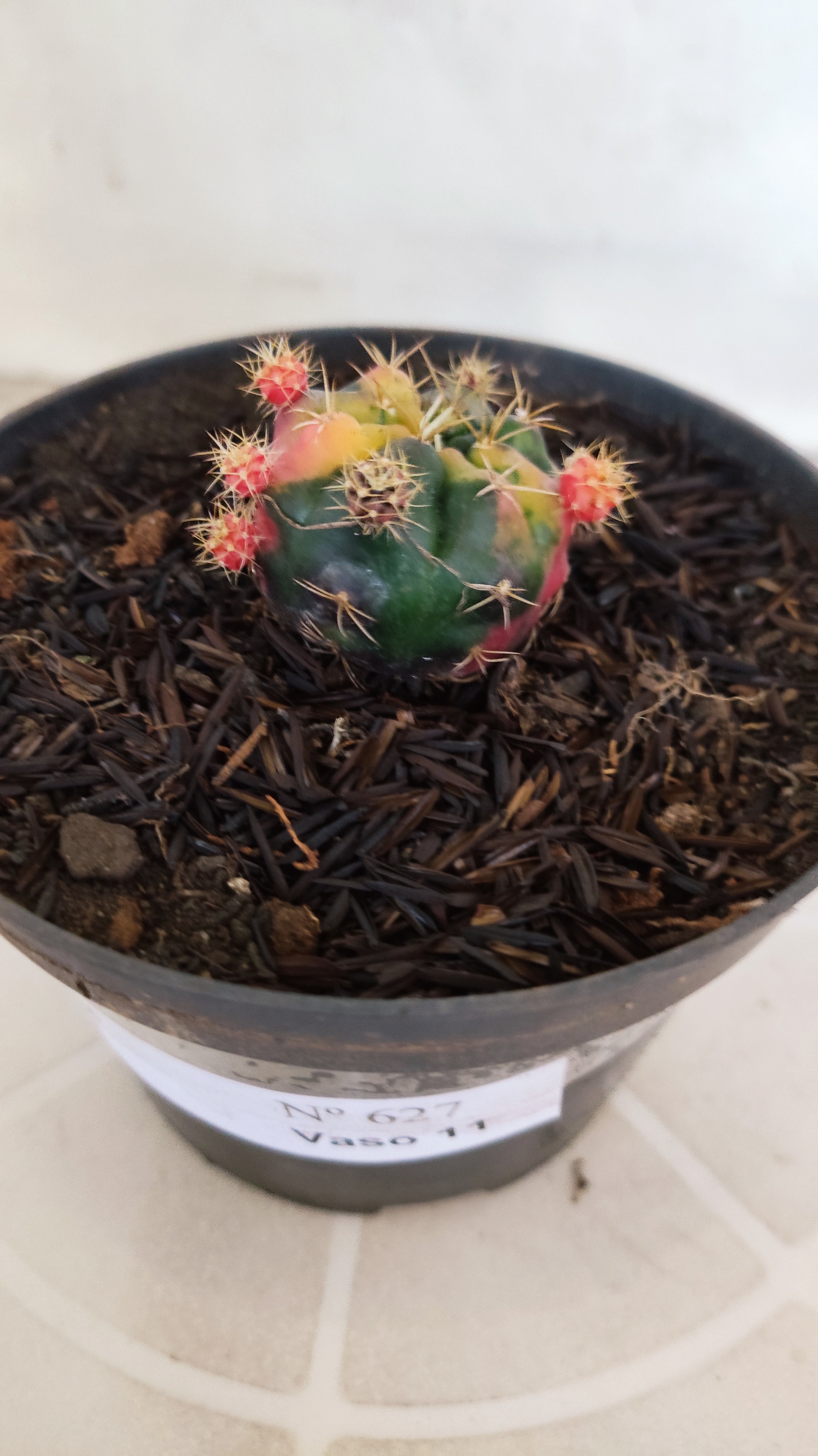 GYMNOCALYCIUM DAMSII Variegata Nº 627 – vaso 11