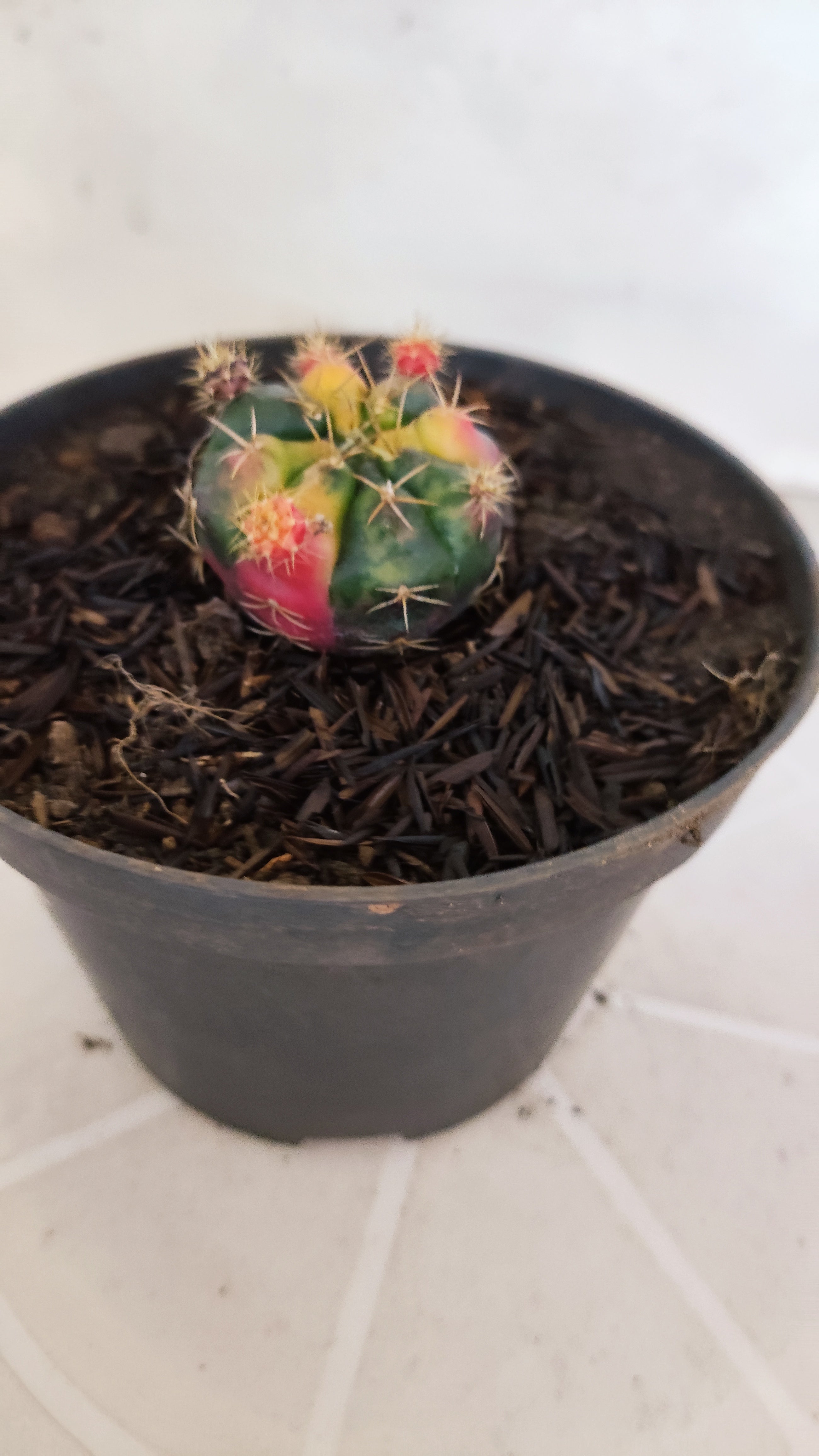GYMNOCALYCIUM DAMSII Variegata Nº 627 – vaso 11