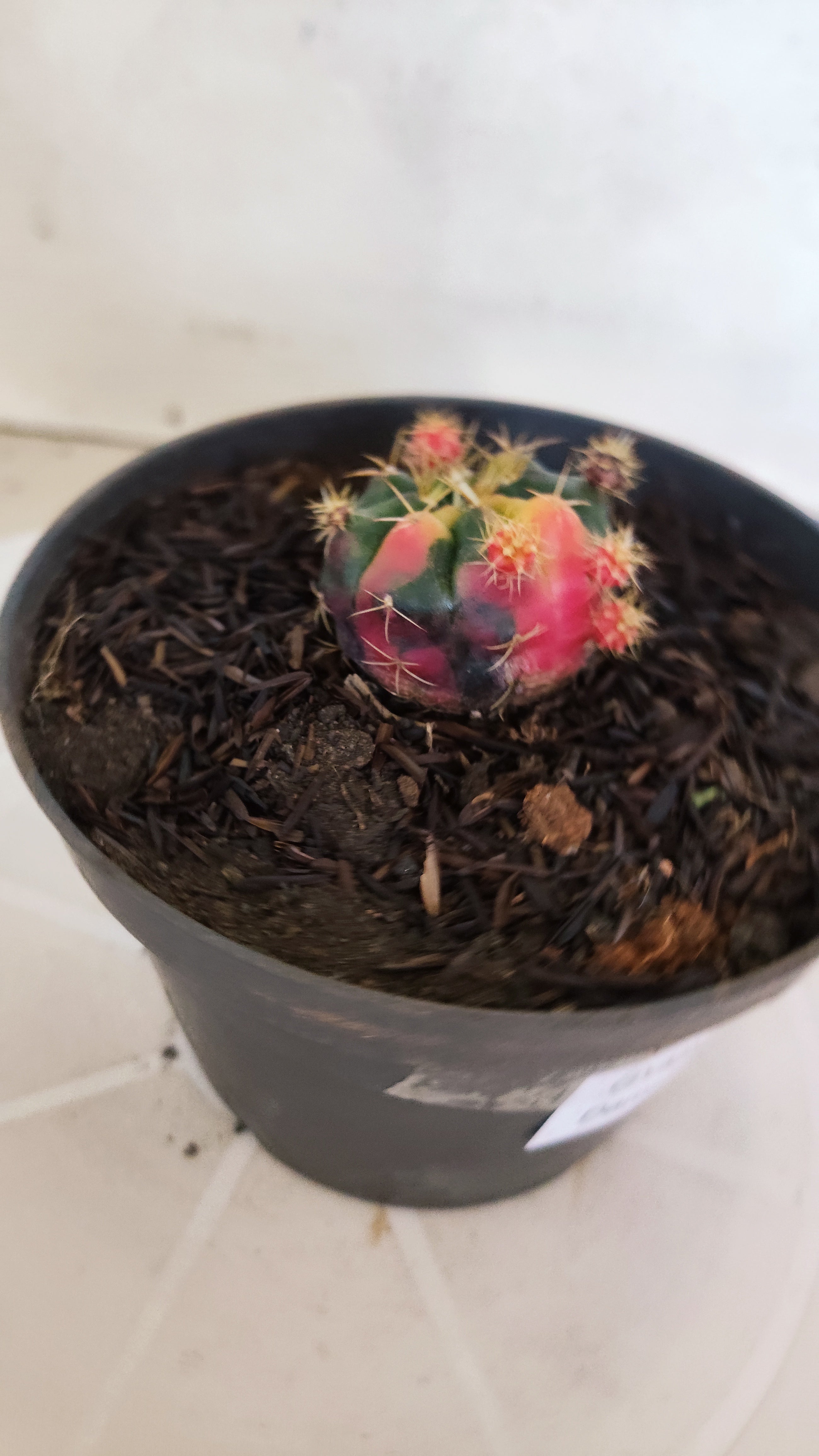 GYMNOCALYCIUM DAMSII Variegata Nº 627 – vaso 11