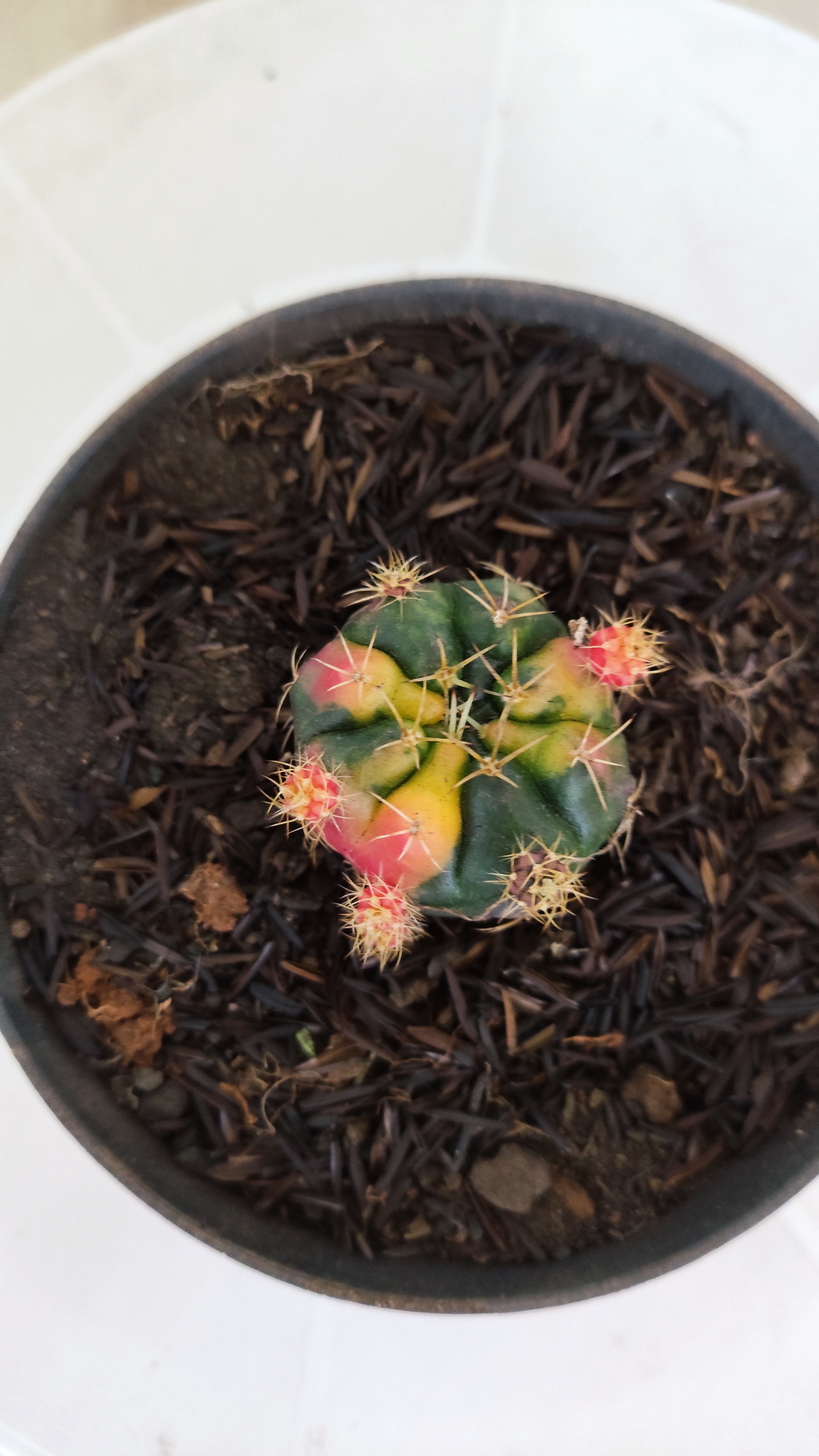 GYMNOCALYCIUM DAMSII Variegata Nº 627 – vaso 11