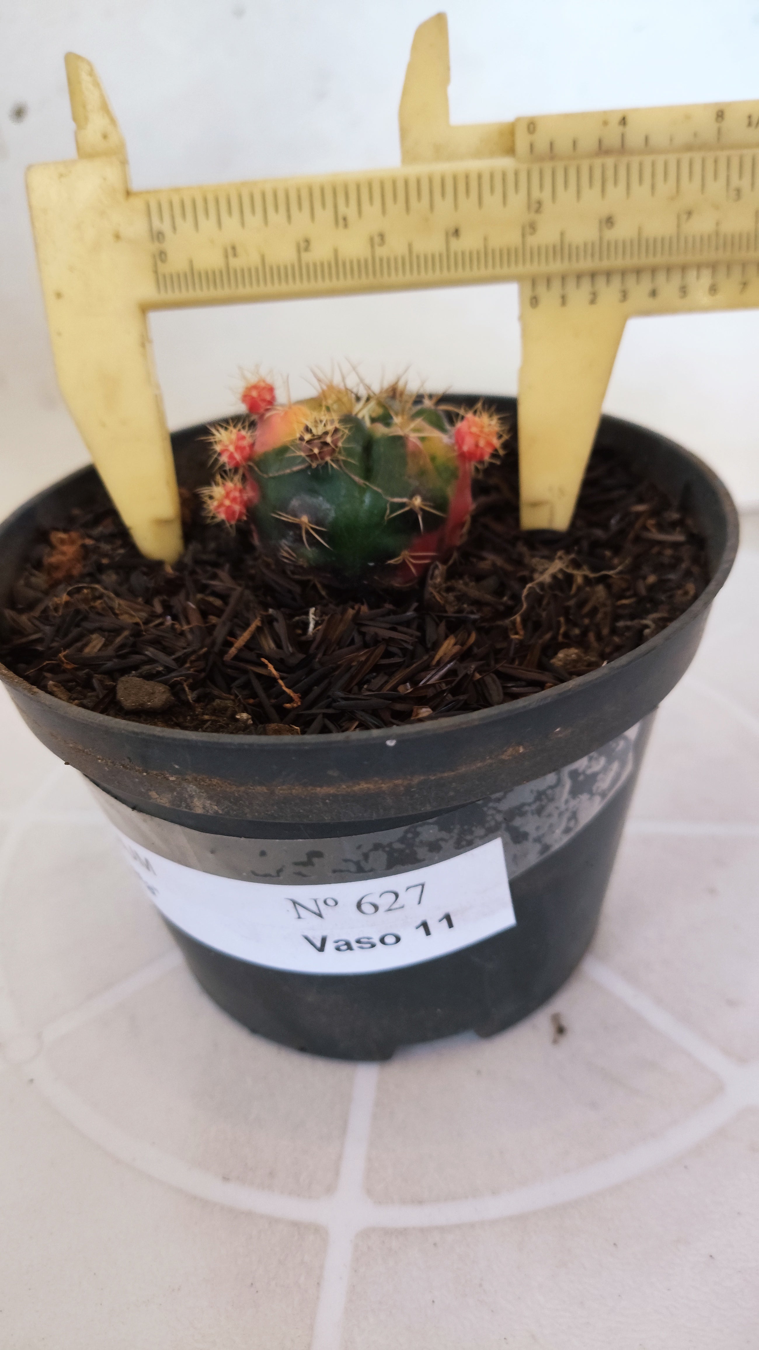 GYMNOCALYCIUM DAMSII Variegata Nº 627 – vaso 11