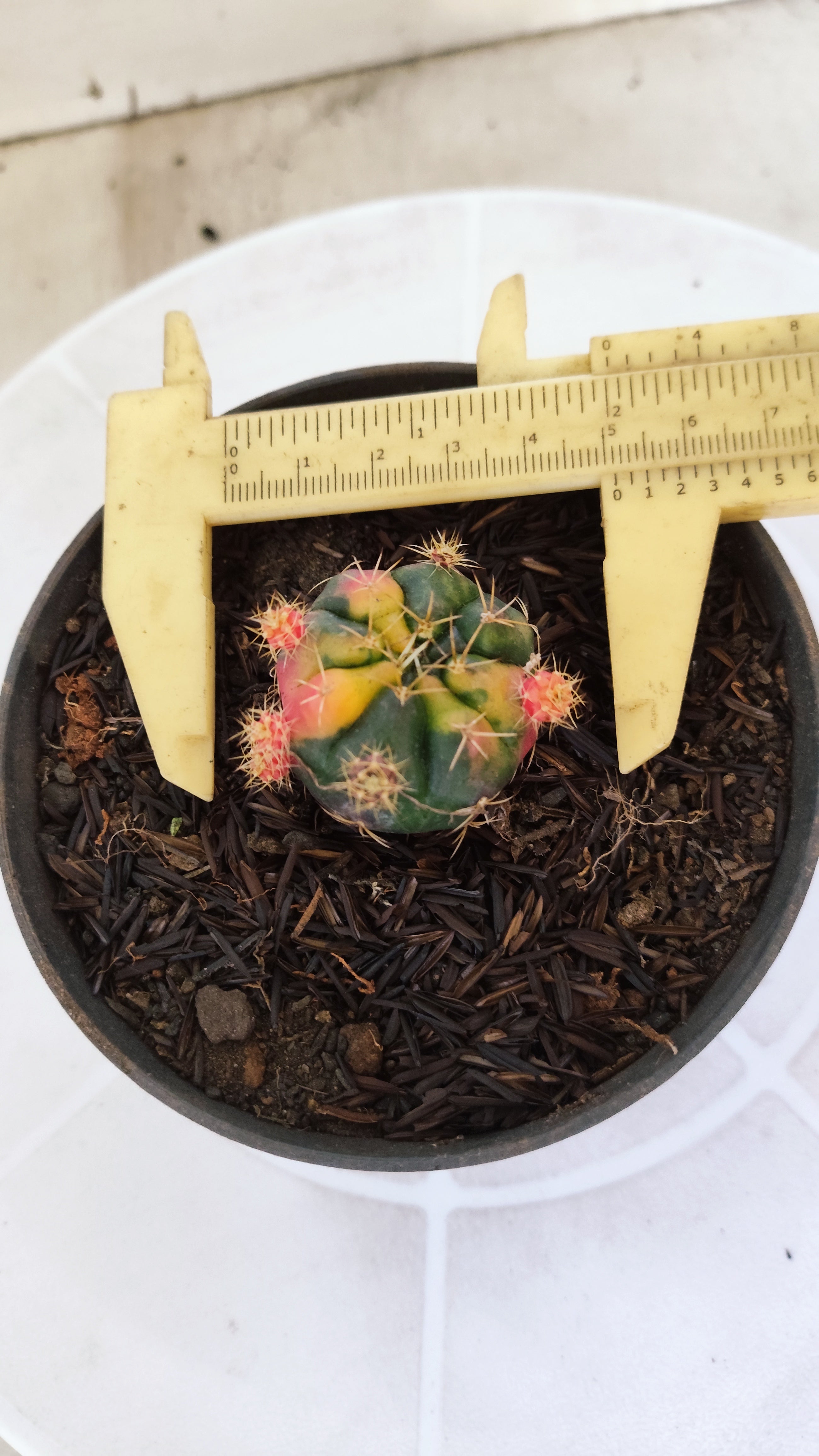 GYMNOCALYCIUM DAMSII Variegata Nº 627 – vaso 11