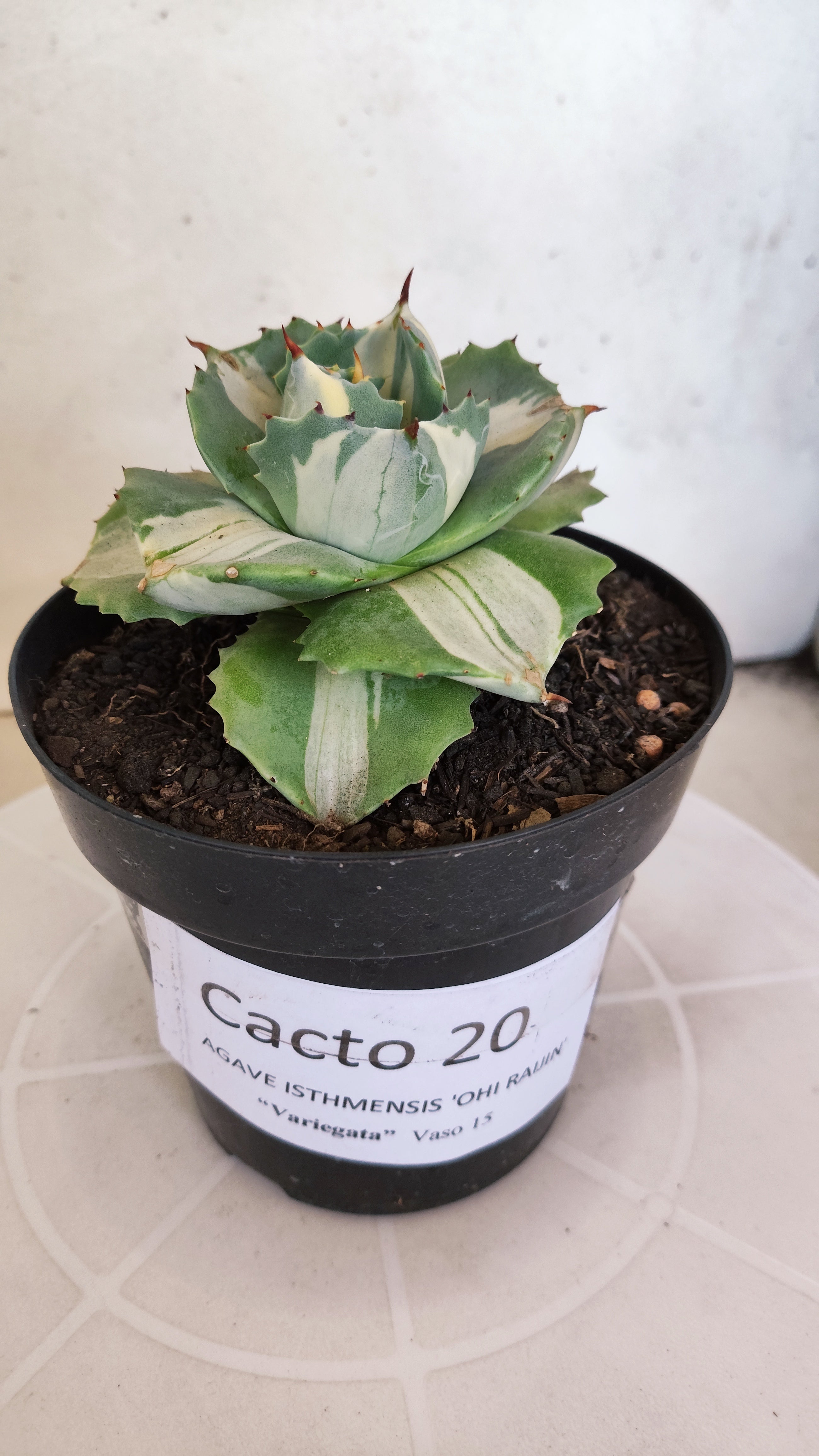 Suculenta AGAVE ISTHMENSIS 'OHI RAIJIN' VARIEGATA  Nº 20 - vaso 15