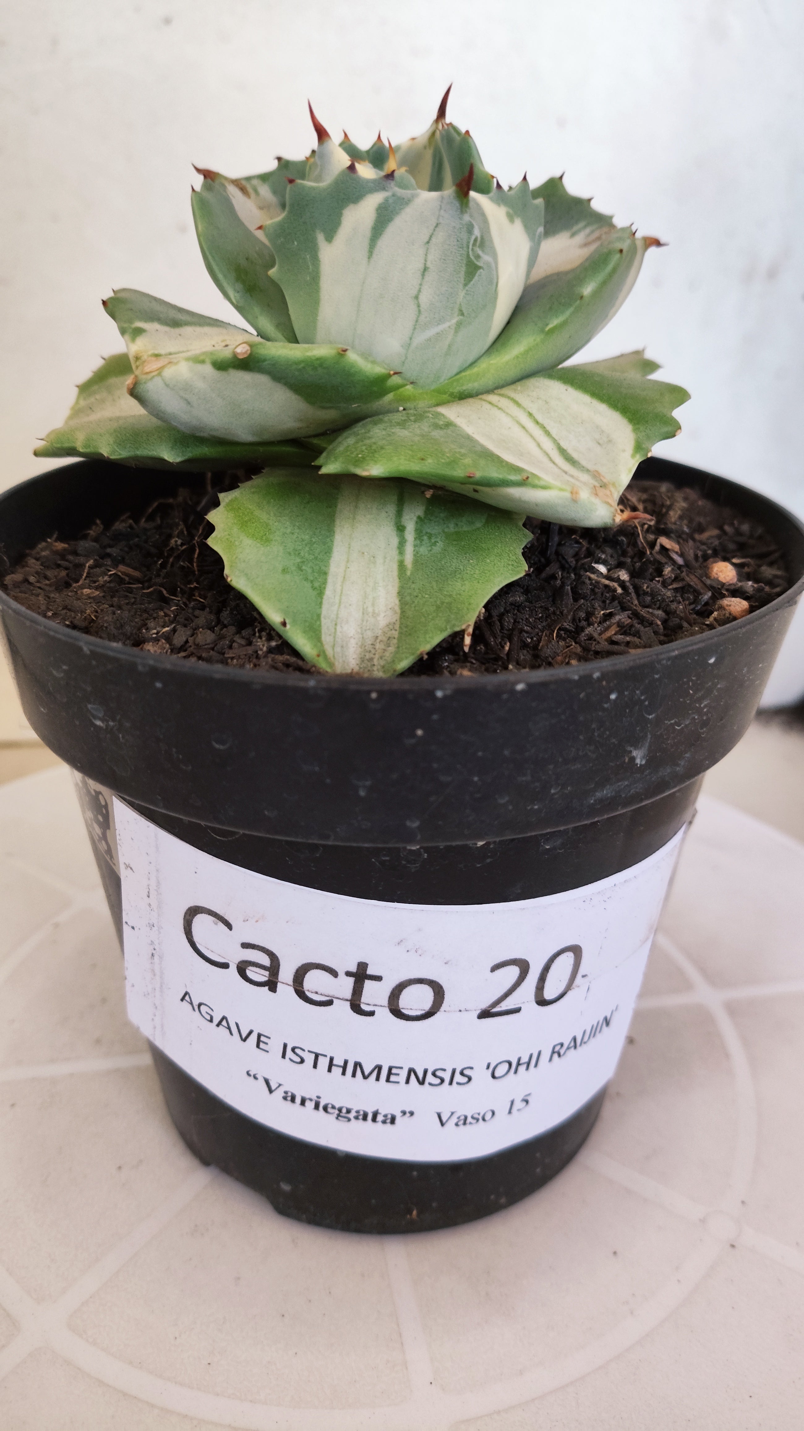 Suculenta AGAVE ISTHMENSIS 'OHI RAIJIN' VARIEGATA  Nº 20 - vaso 15