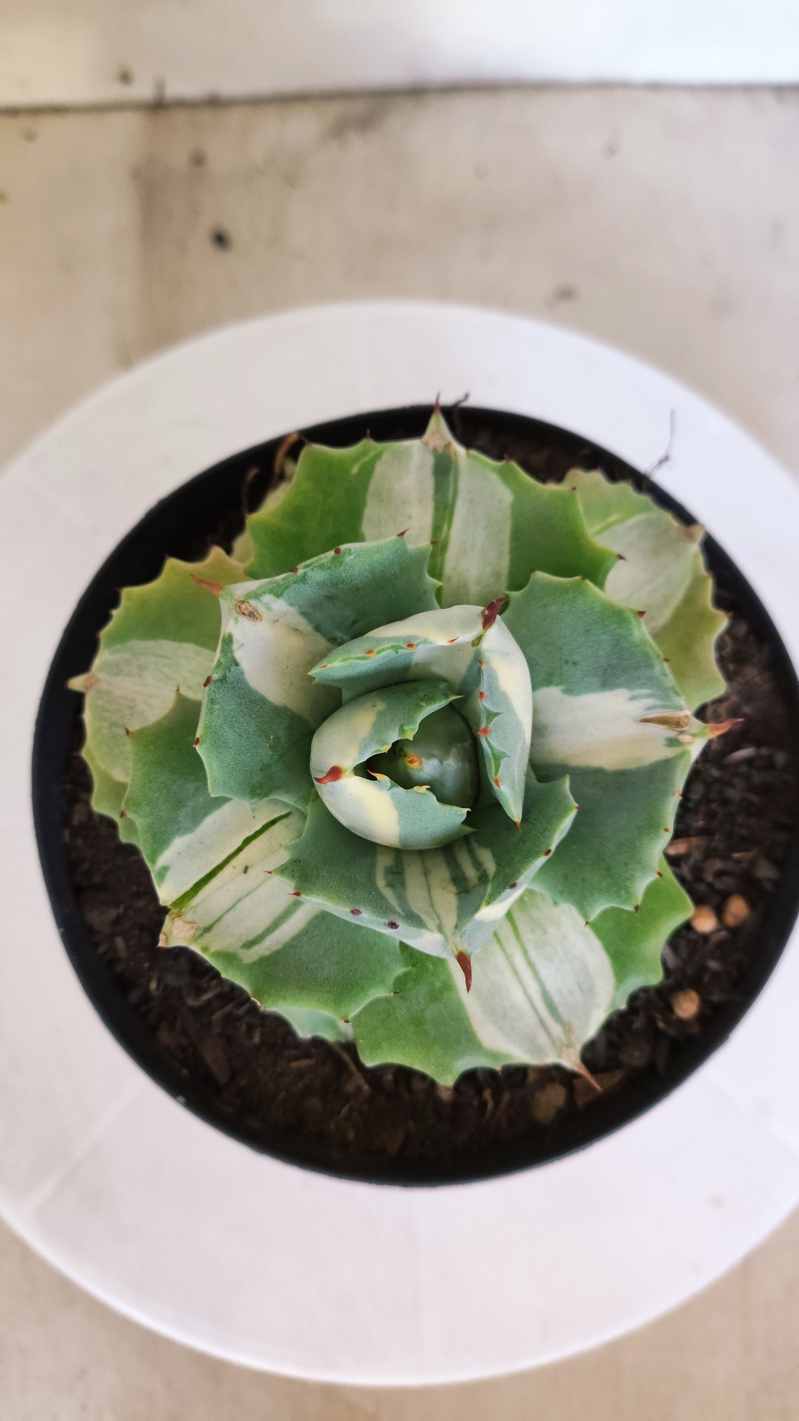 Suculenta AGAVE ISTHMENSIS 'OHI RAIJIN' VARIEGATA  Nº 20 - vaso 15