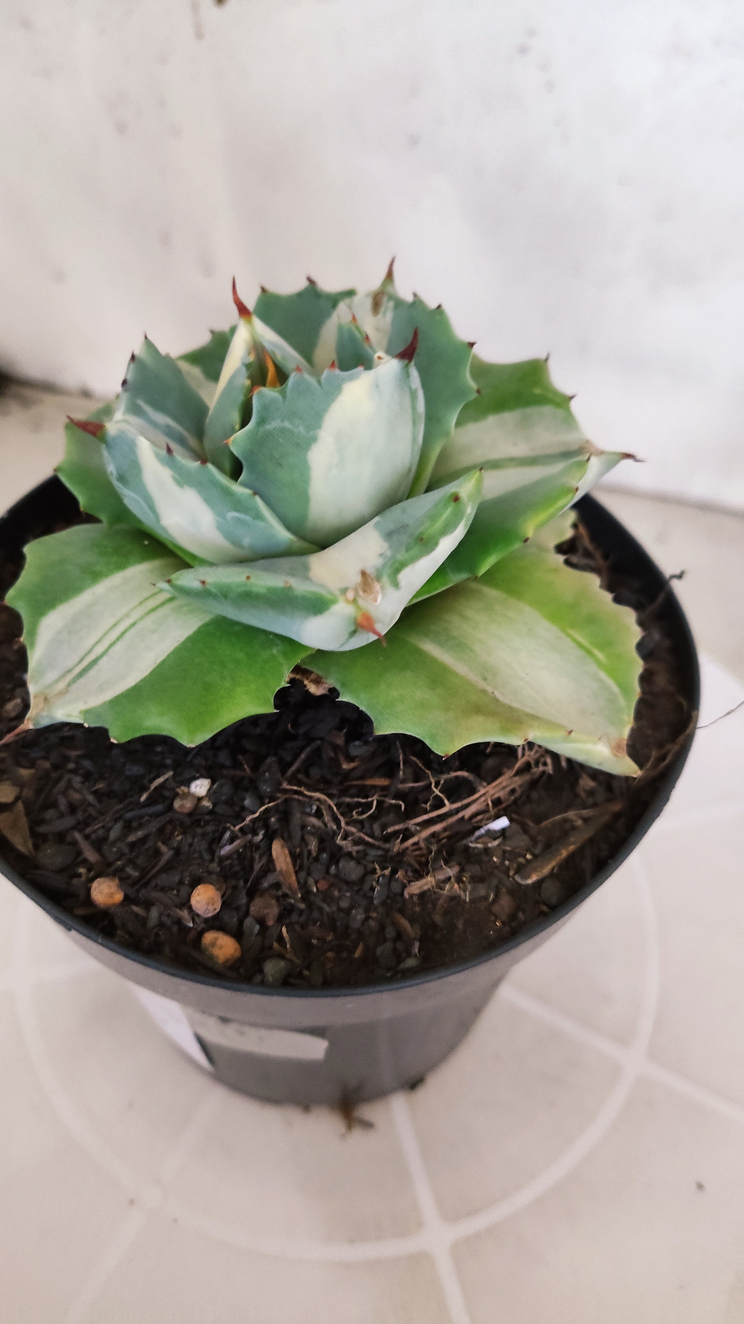 Suculenta AGAVE ISTHMENSIS 'OHI RAIJIN' VARIEGATA  Nº 20 - vaso 15