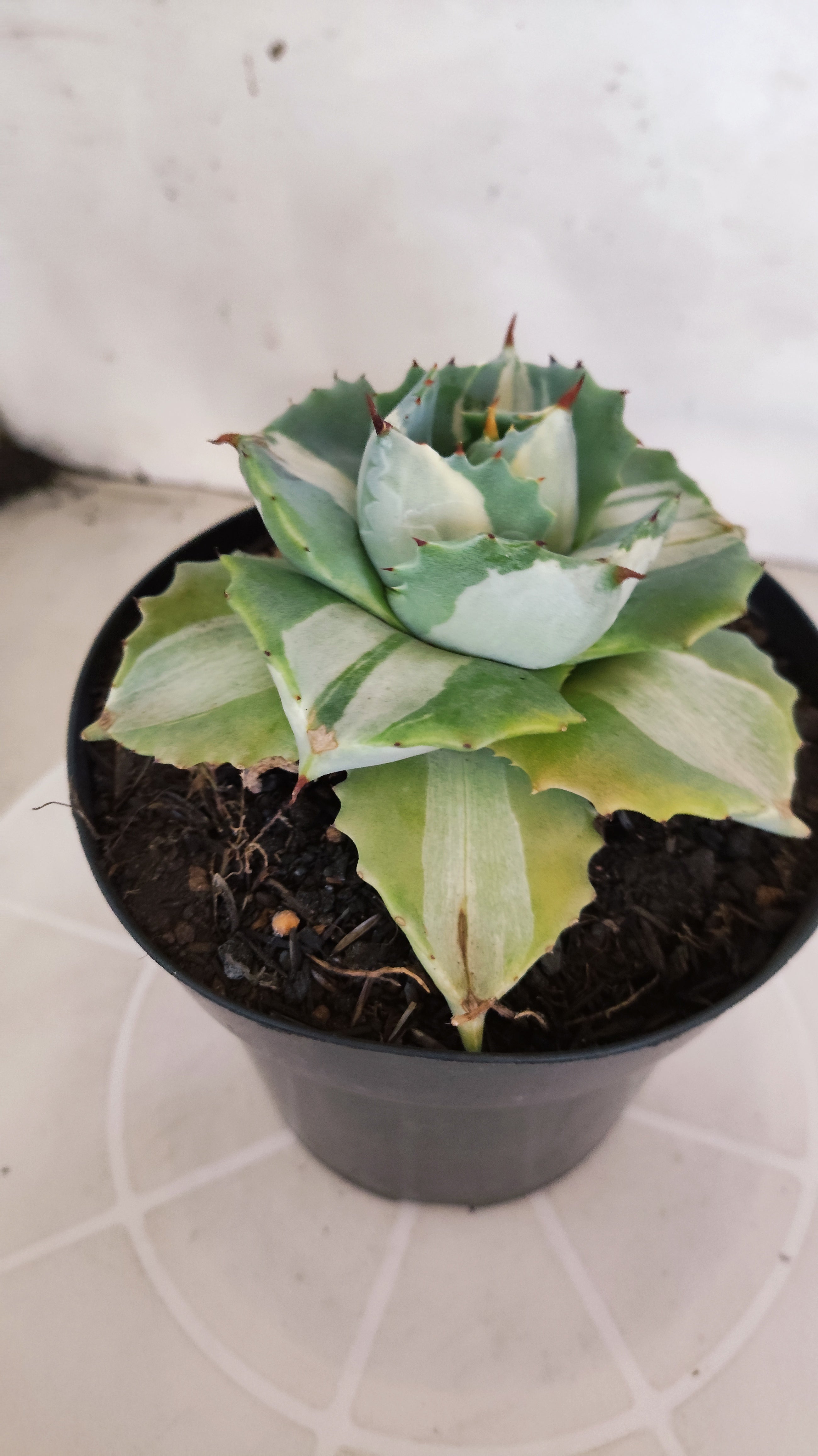 Suculenta AGAVE ISTHMENSIS 'OHI RAIJIN' VARIEGATA  Nº 20 - vaso 15