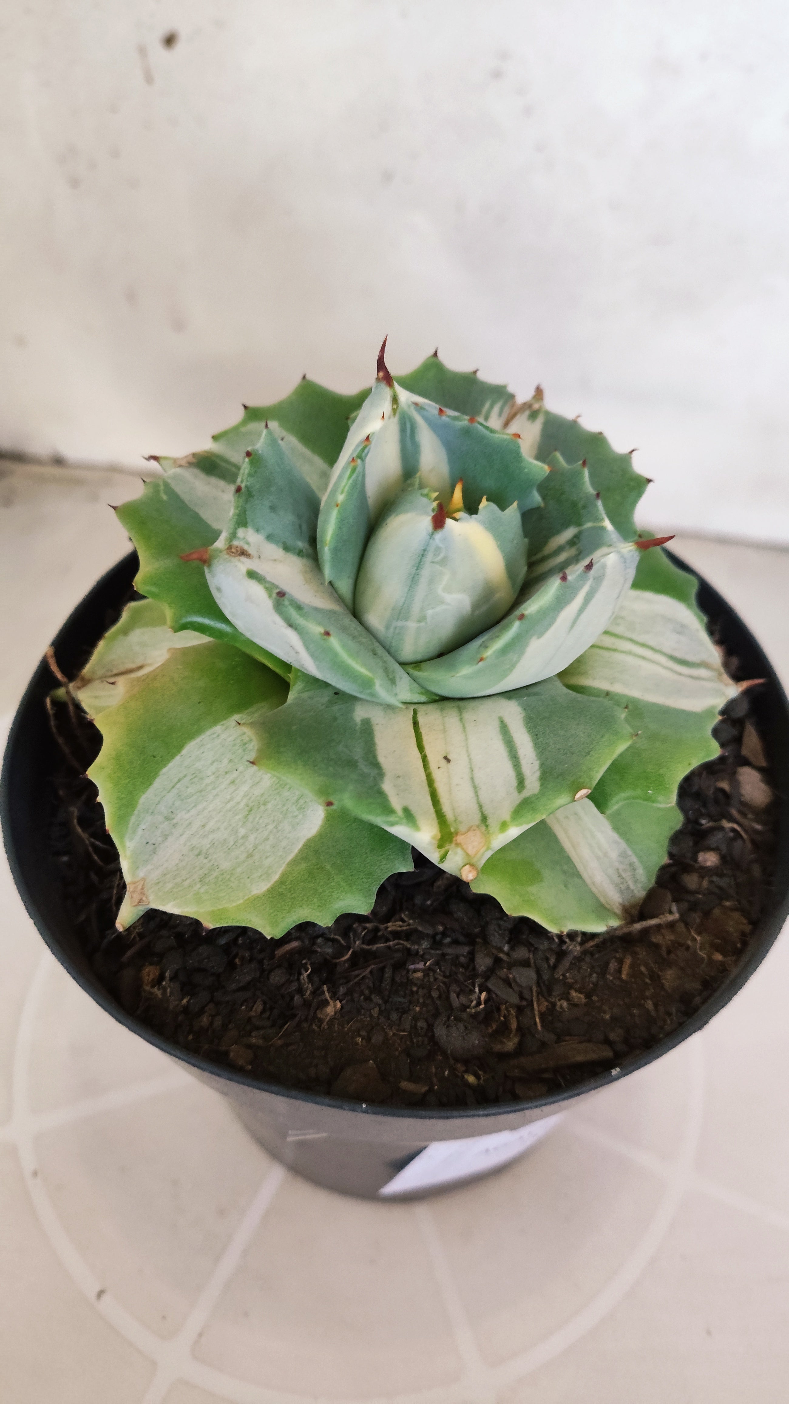 Suculenta AGAVE ISTHMENSIS 'OHI RAIJIN' VARIEGATA  Nº 20 - vaso 15