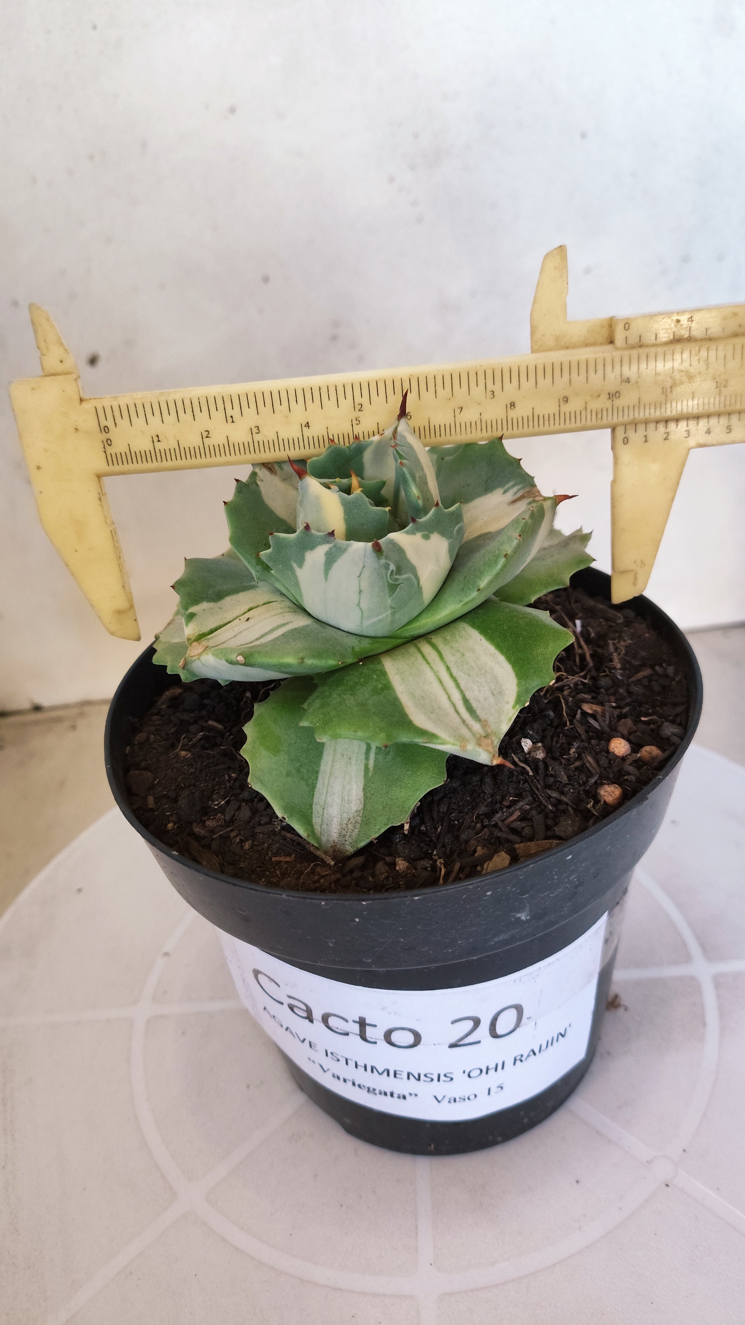 Suculenta AGAVE ISTHMENSIS 'OHI RAIJIN' VARIEGATA  Nº 20 - vaso 15