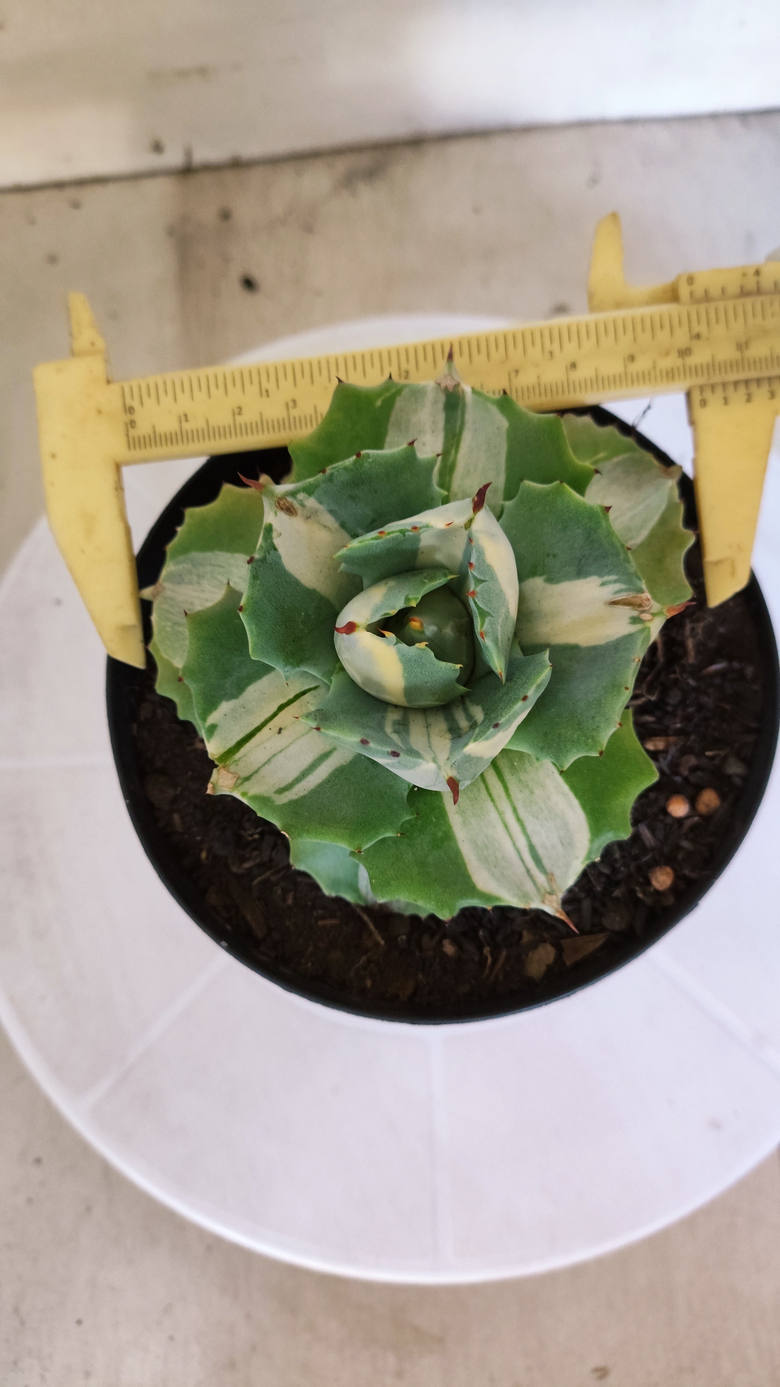 Suculenta AGAVE ISTHMENSIS 'OHI RAIJIN' VARIEGATA  Nº 20 - vaso 15