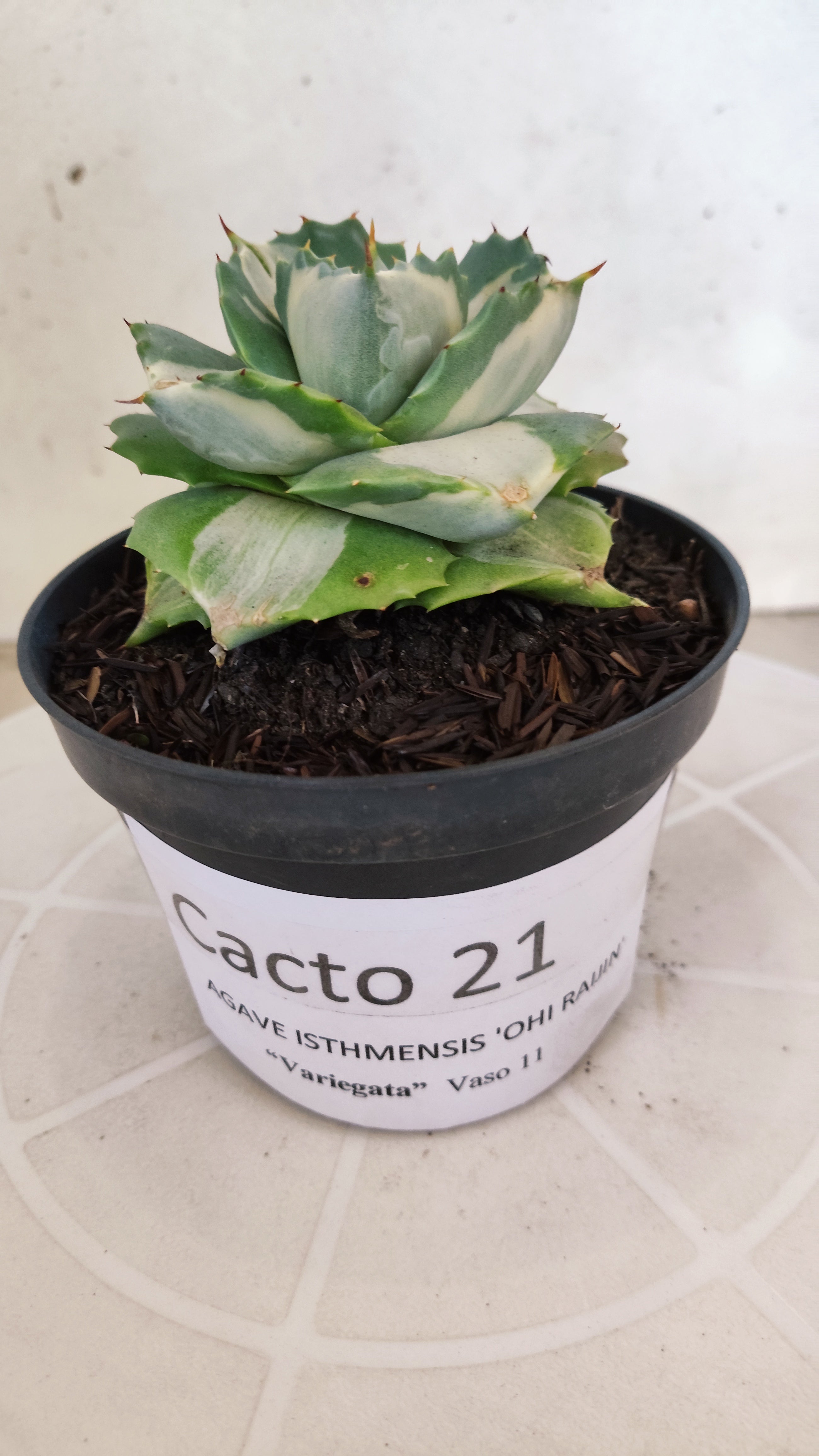 Suculenta AGAVE ISTHMENSIS 'OHI RAIJIN' VARIEGATA  Nº 21 - Vaso 11