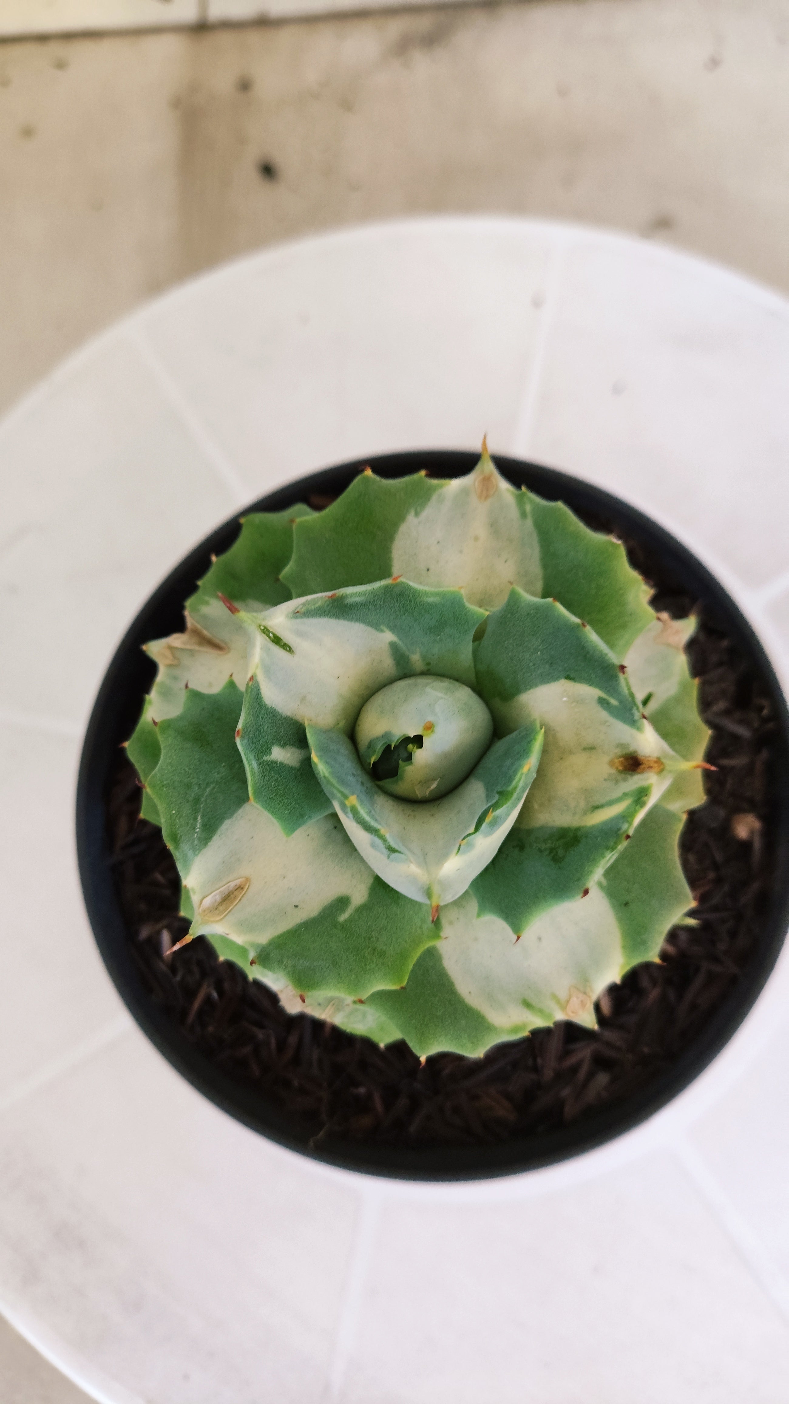Suculenta AGAVE ISTHMENSIS 'OHI RAIJIN' VARIEGATA  Nº 21 - Vaso 11