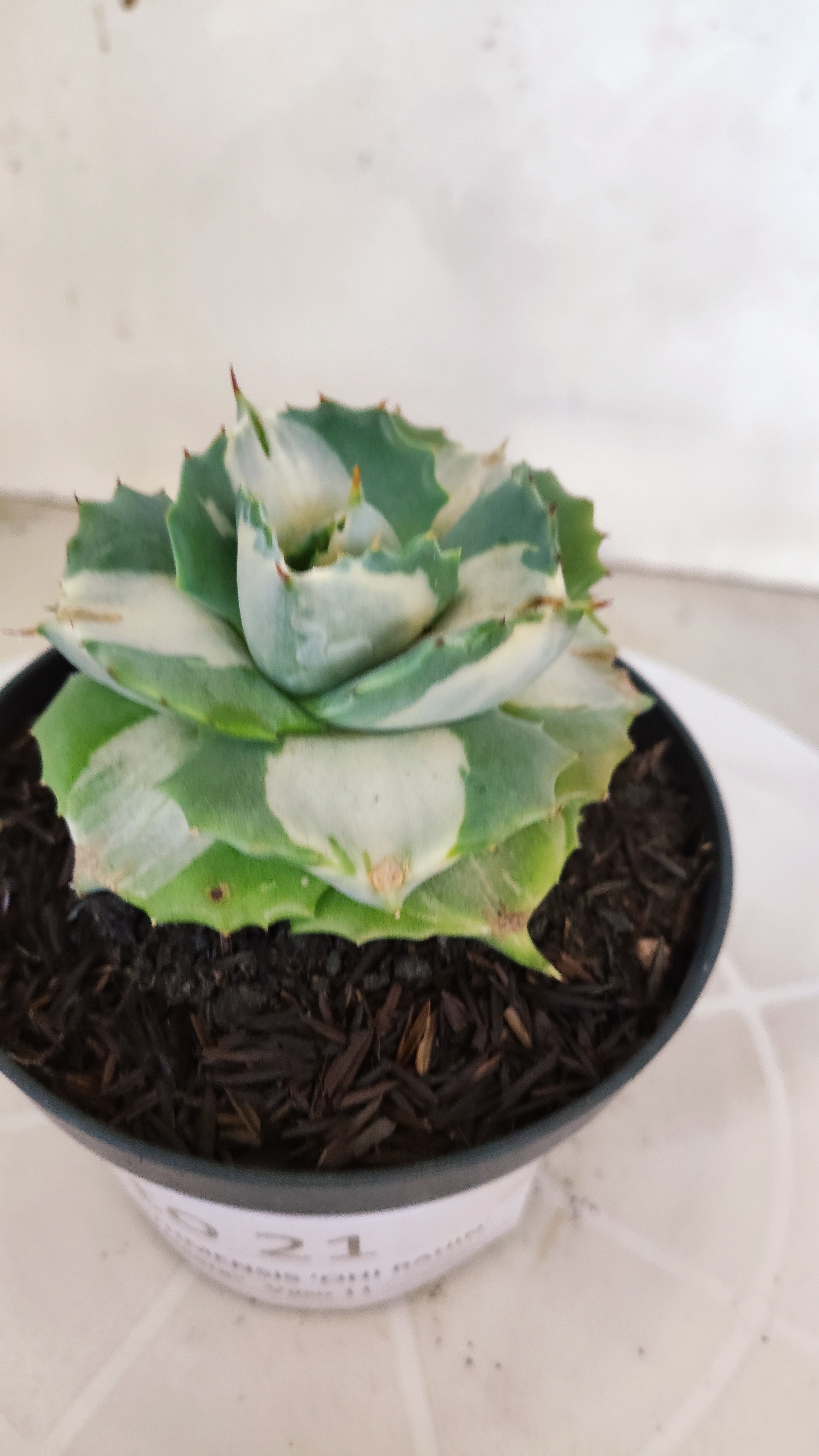 Suculenta AGAVE ISTHMENSIS 'OHI RAIJIN' VARIEGATA  Nº 21 - Vaso 11