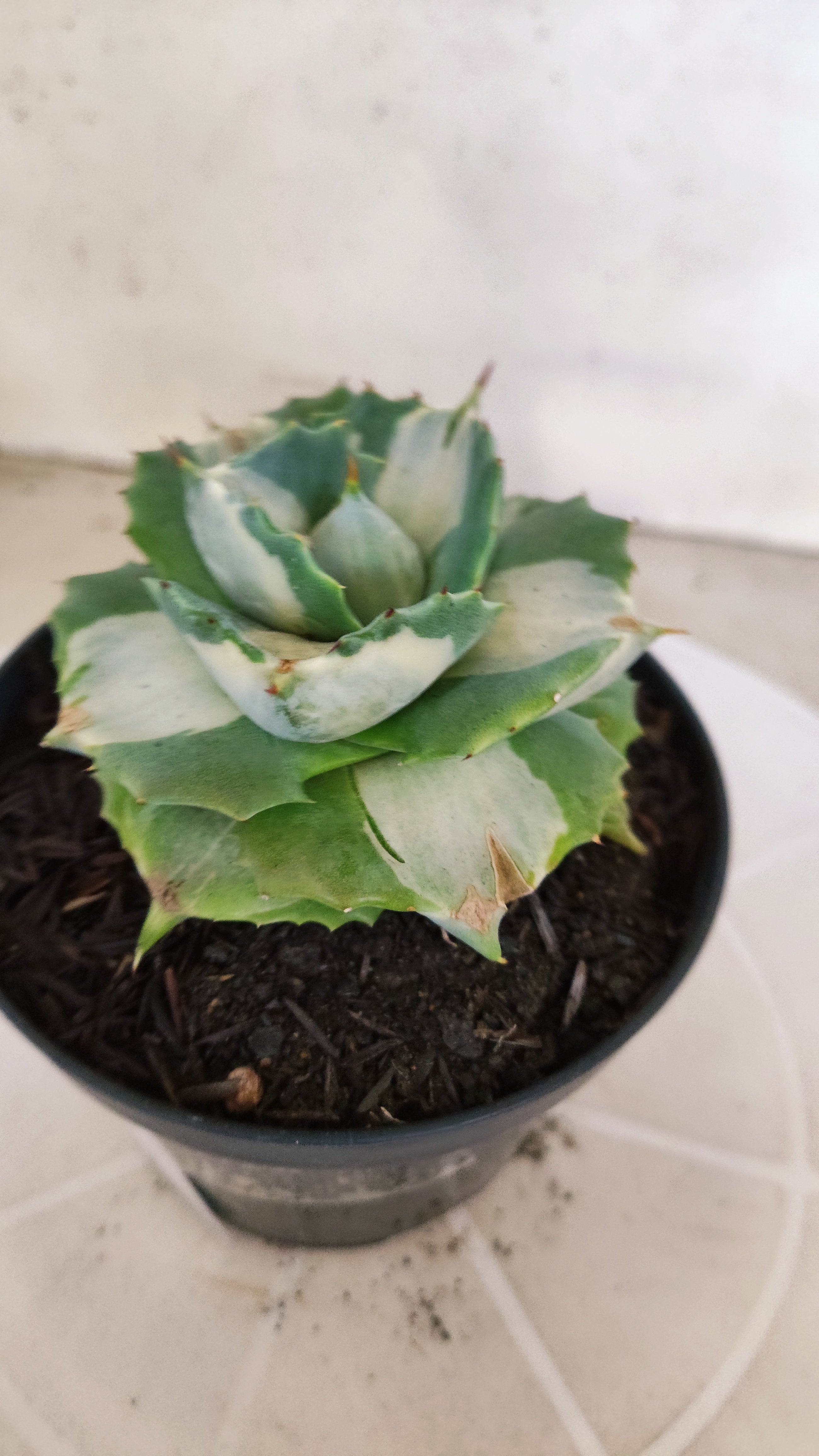 Suculenta AGAVE ISTHMENSIS 'OHI RAIJIN' VARIEGATA  Nº 21 - Vaso 11
