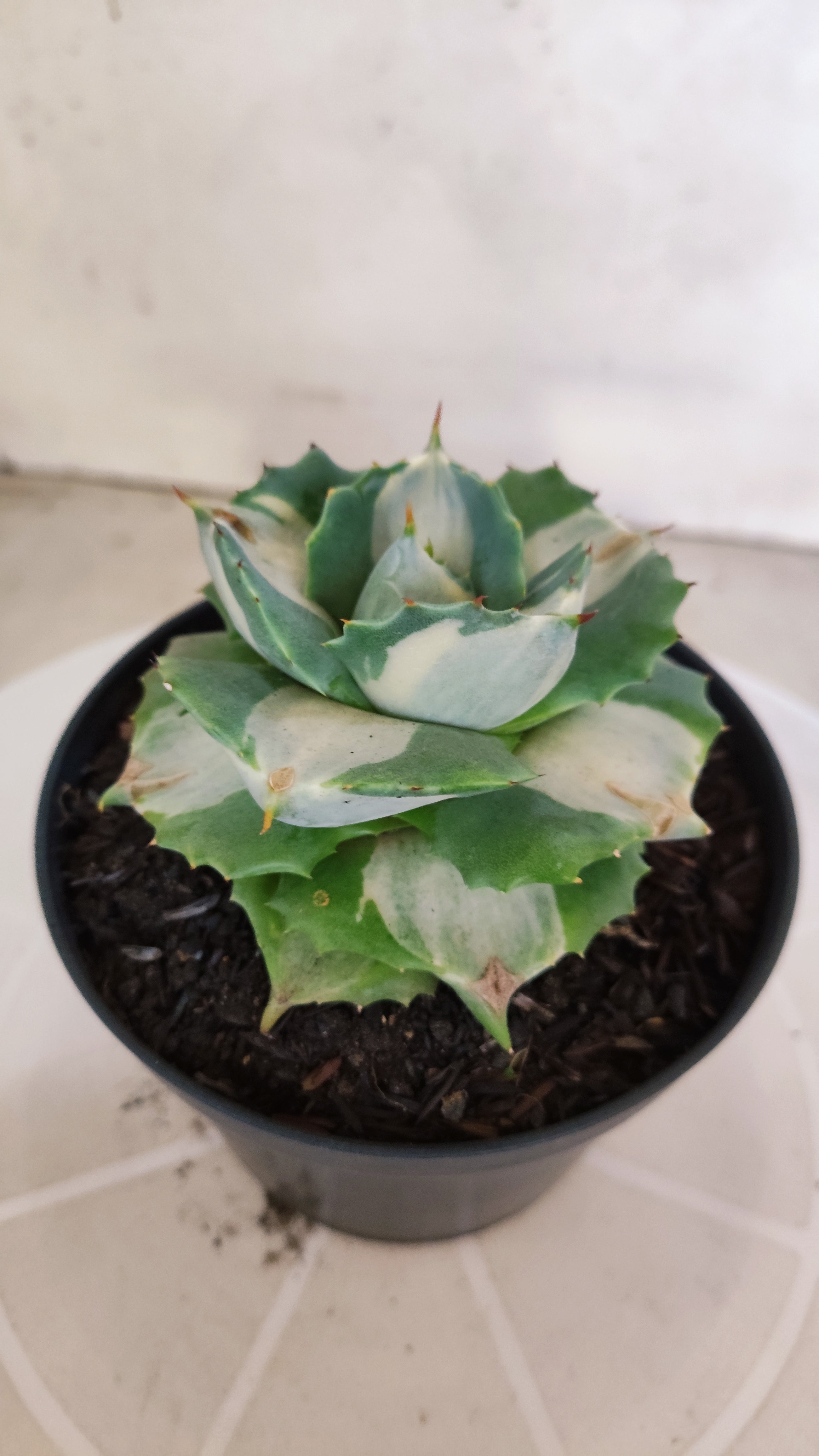 Suculenta AGAVE ISTHMENSIS 'OHI RAIJIN' VARIEGATA  Nº 21 - Vaso 11