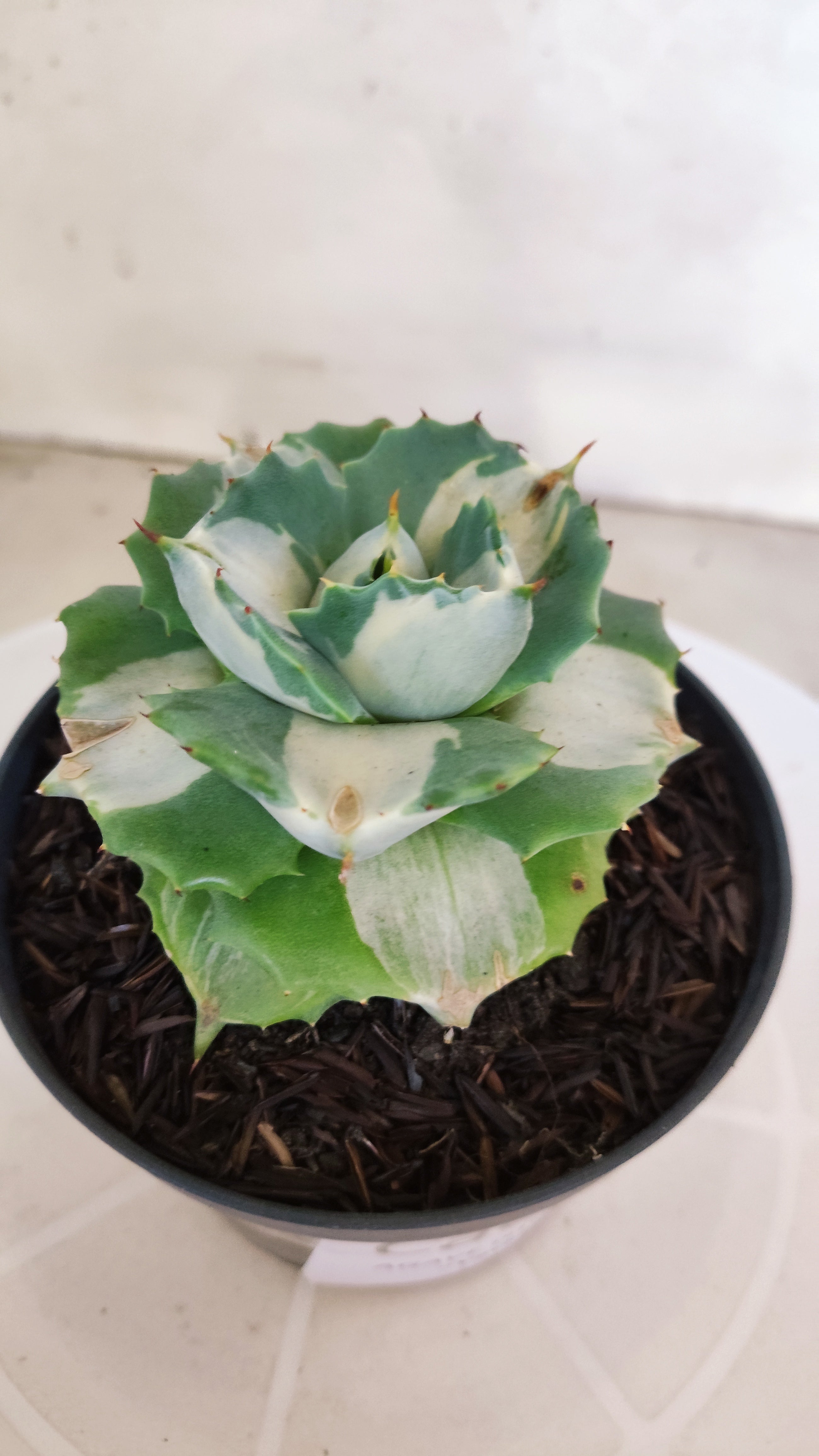 Suculenta AGAVE ISTHMENSIS 'OHI RAIJIN' VARIEGATA  Nº 21 - Vaso 11