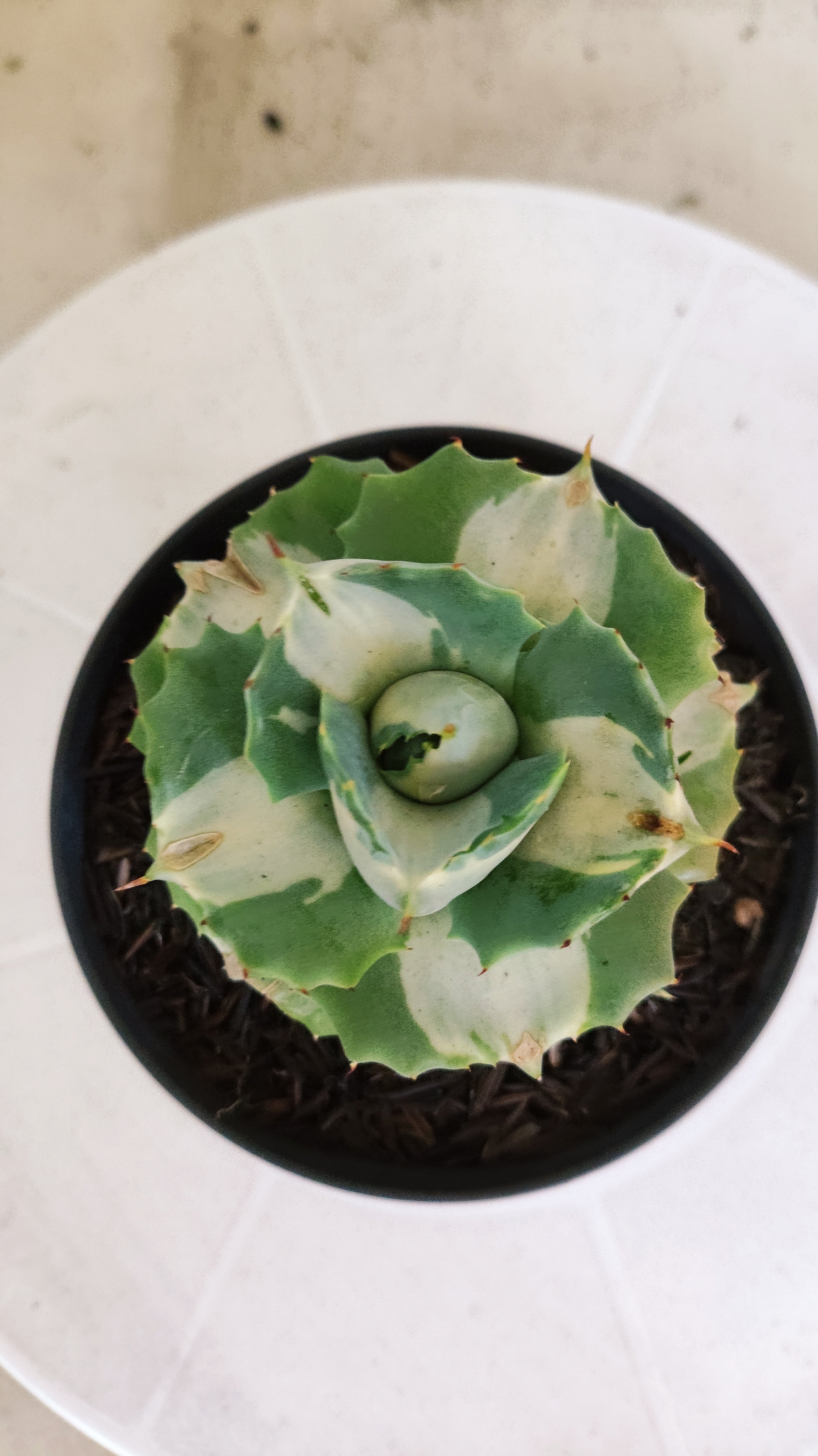 Suculenta AGAVE ISTHMENSIS 'OHI RAIJIN' VARIEGATA  Nº 21 - Vaso 11