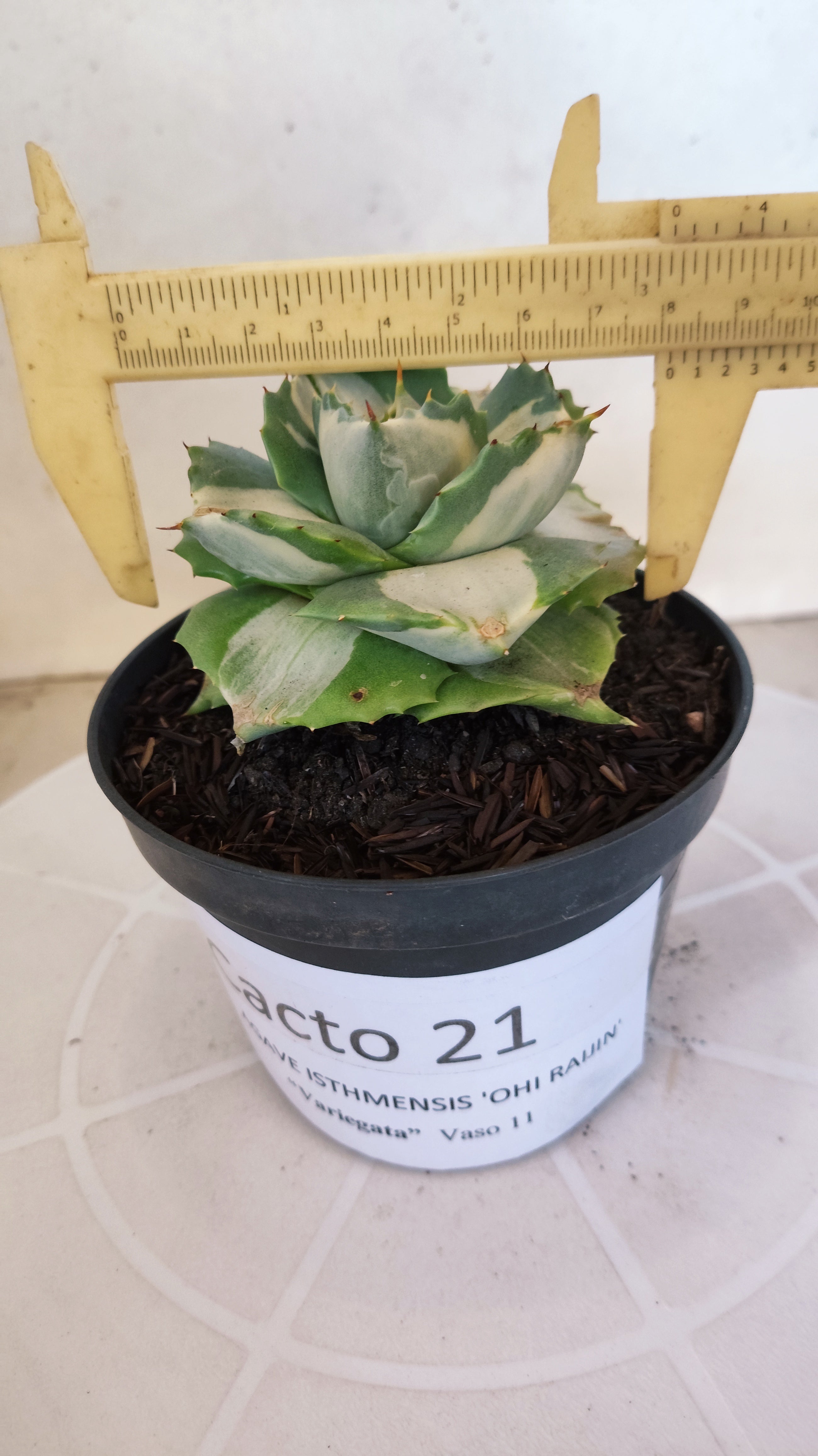 Suculenta AGAVE ISTHMENSIS 'OHI RAIJIN' VARIEGATA  Nº 21 - Vaso 11