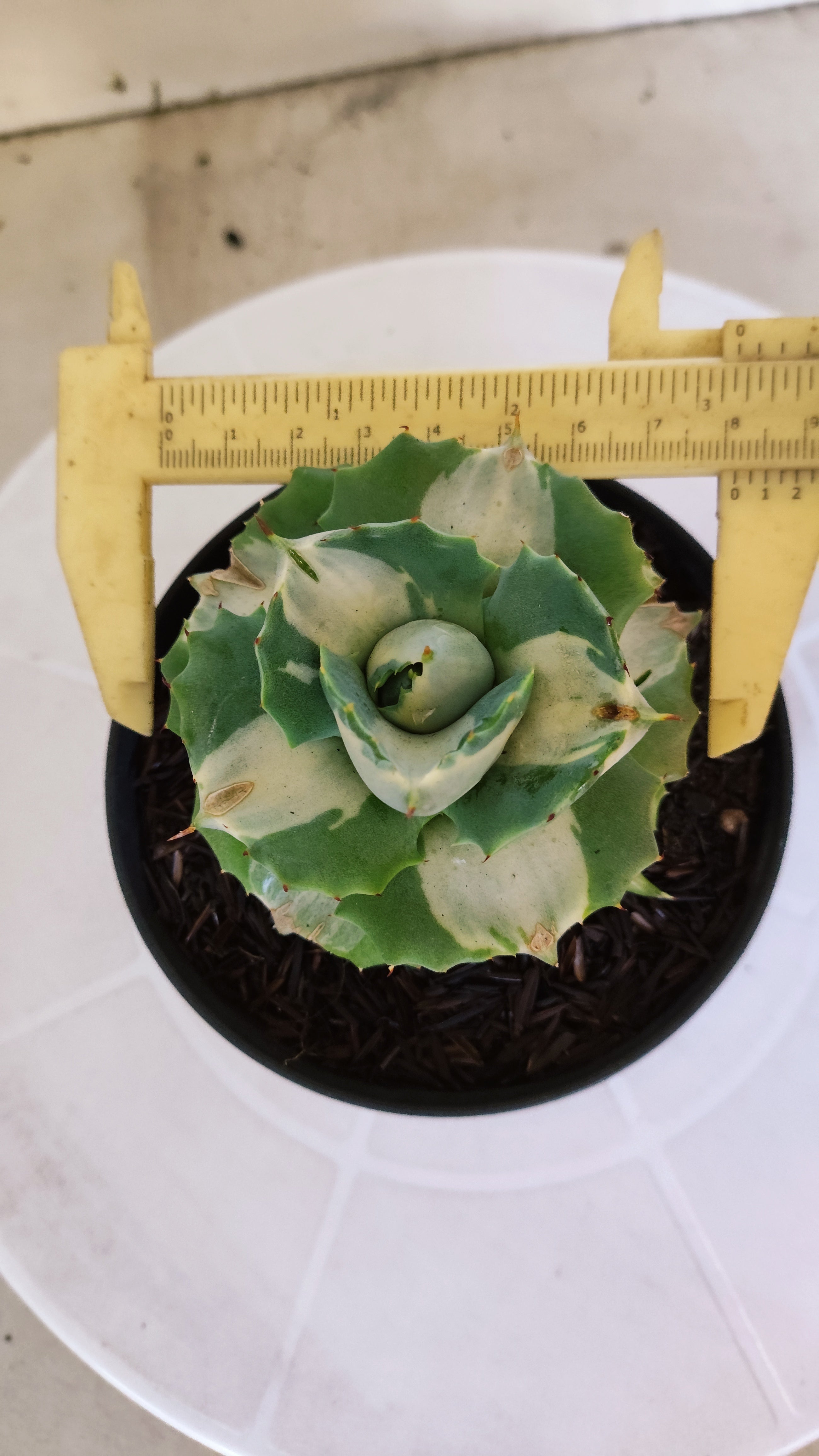 Suculenta AGAVE ISTHMENSIS 'OHI RAIJIN' VARIEGATA  Nº 21 - Vaso 11