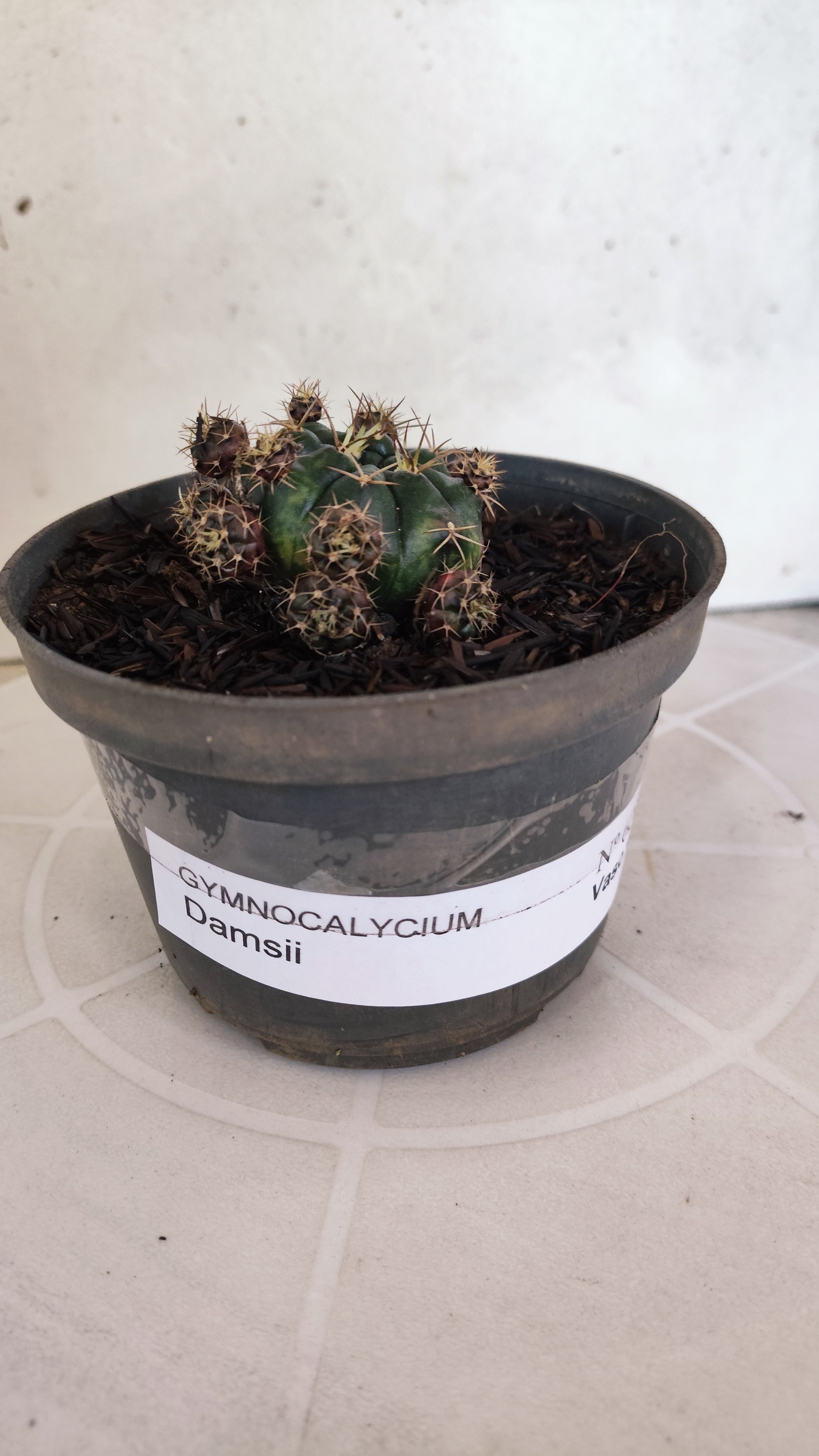 GYMNOCALYCIUM DAMSII - Nº 628 – vaso 11