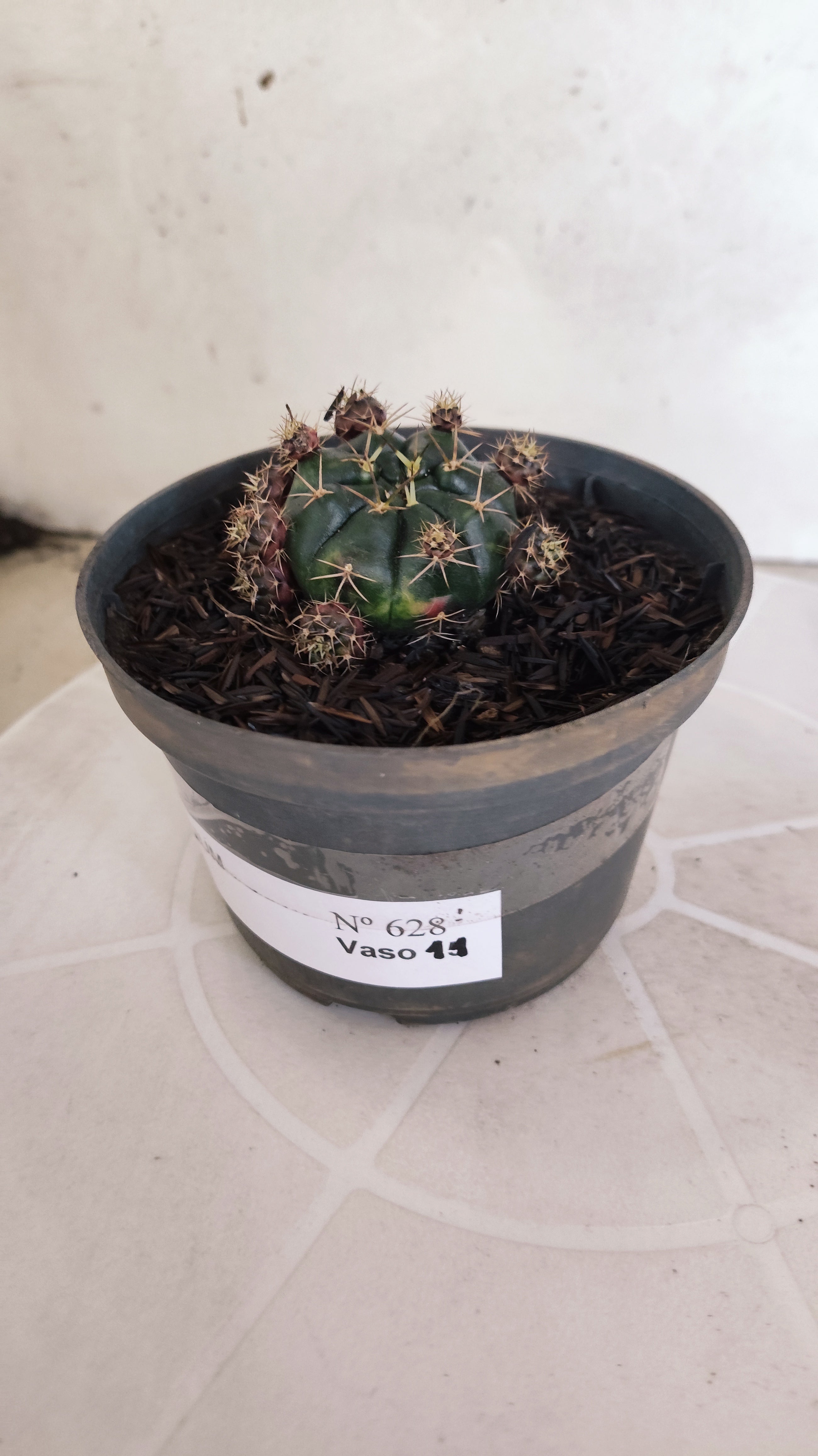 GYMNOCALYCIUM DAMSII - Nº 628 – vaso 11