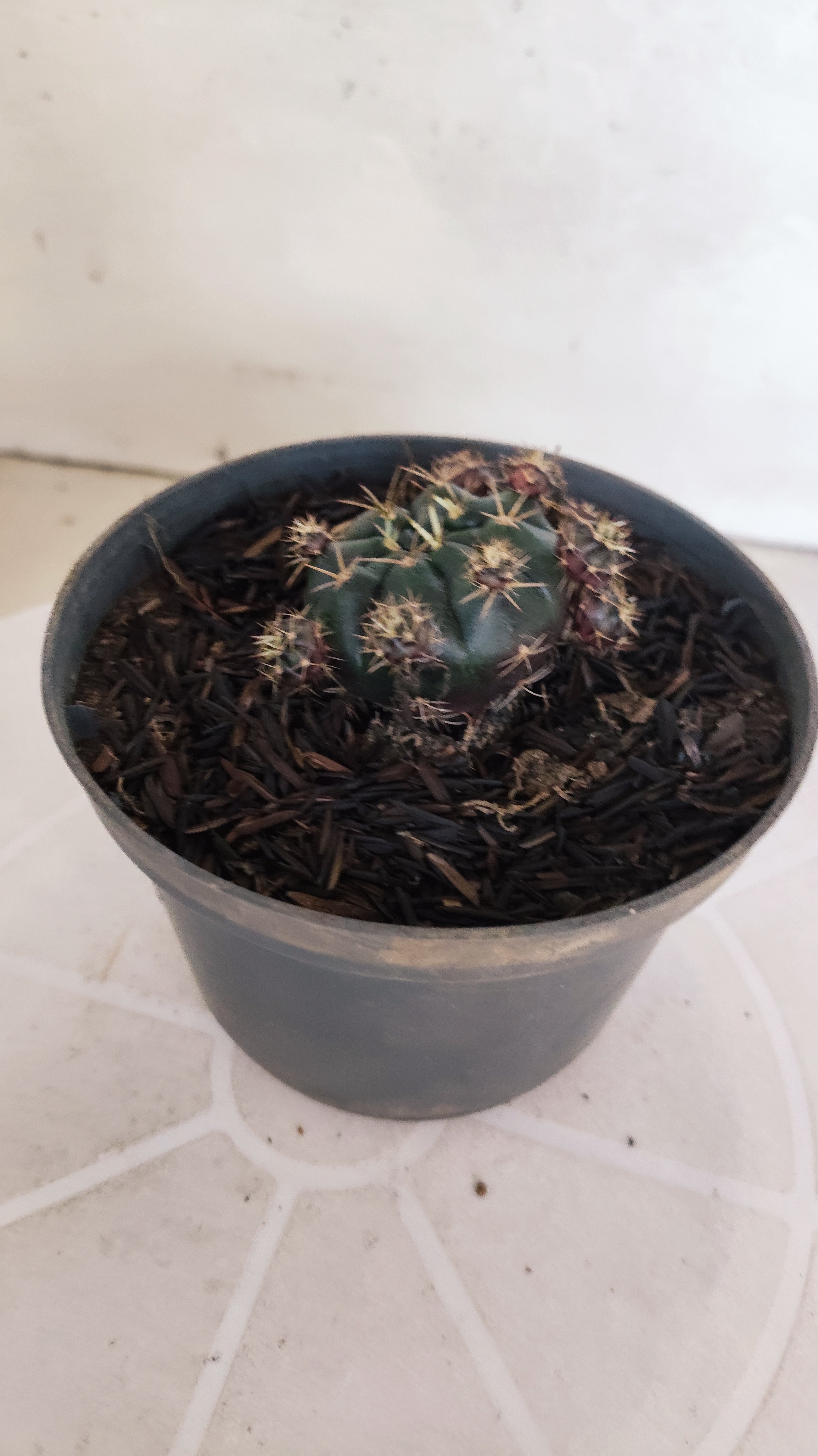 GYMNOCALYCIUM DAMSII - Nº 628 – vaso 11