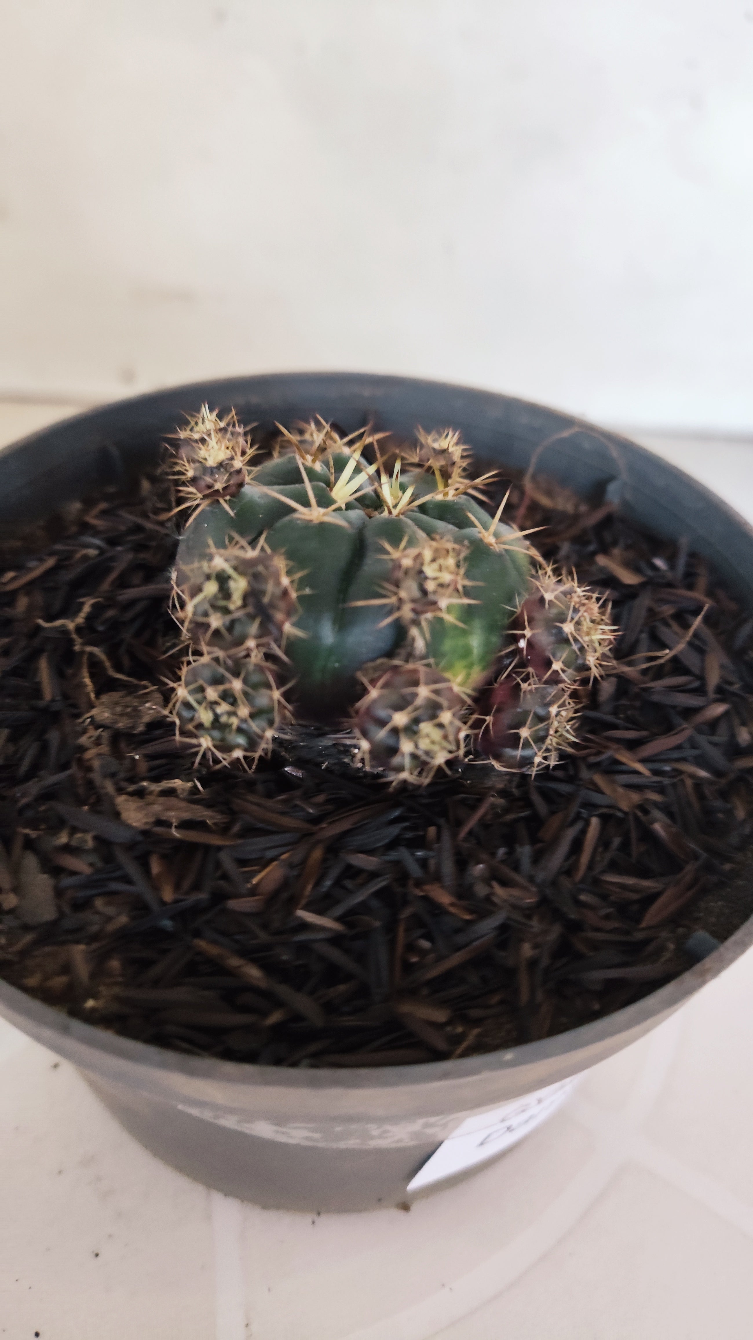 GYMNOCALYCIUM DAMSII - Nº 628 – vaso 11