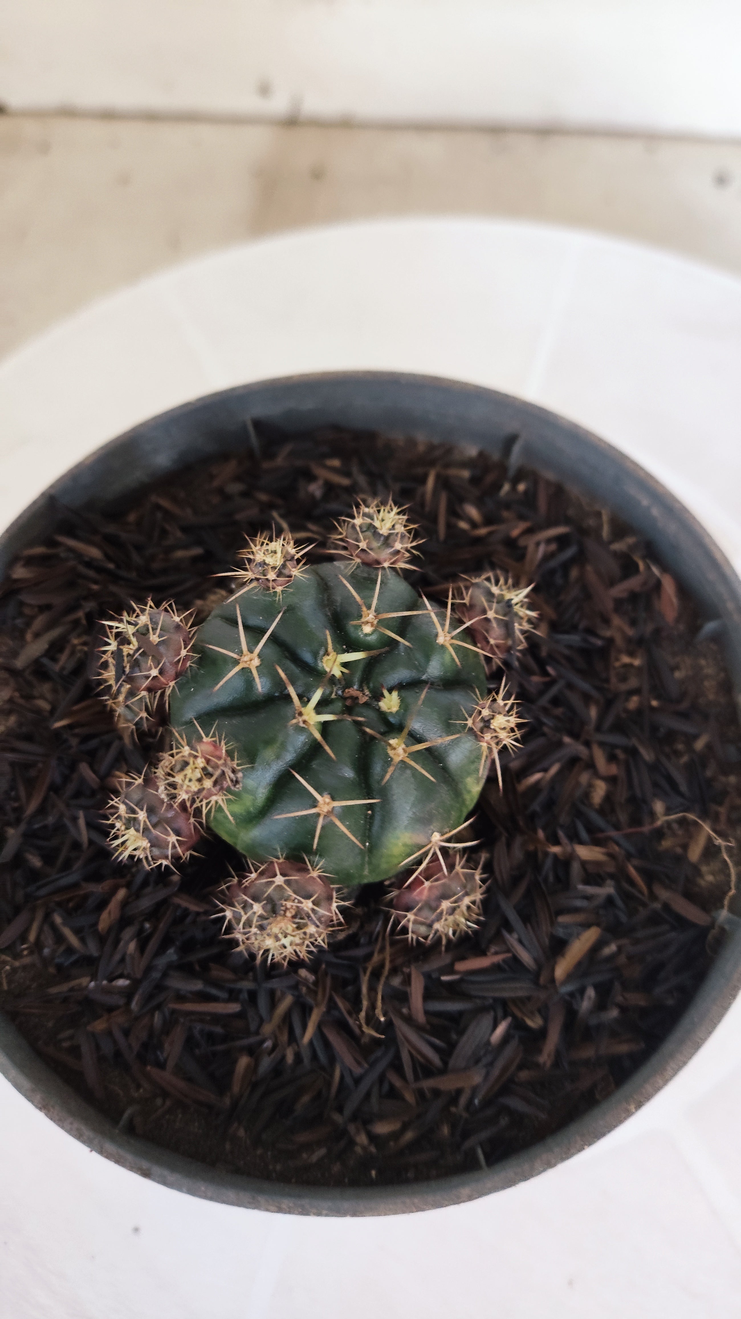 GYMNOCALYCIUM DAMSII - Nº 628 – vaso 11