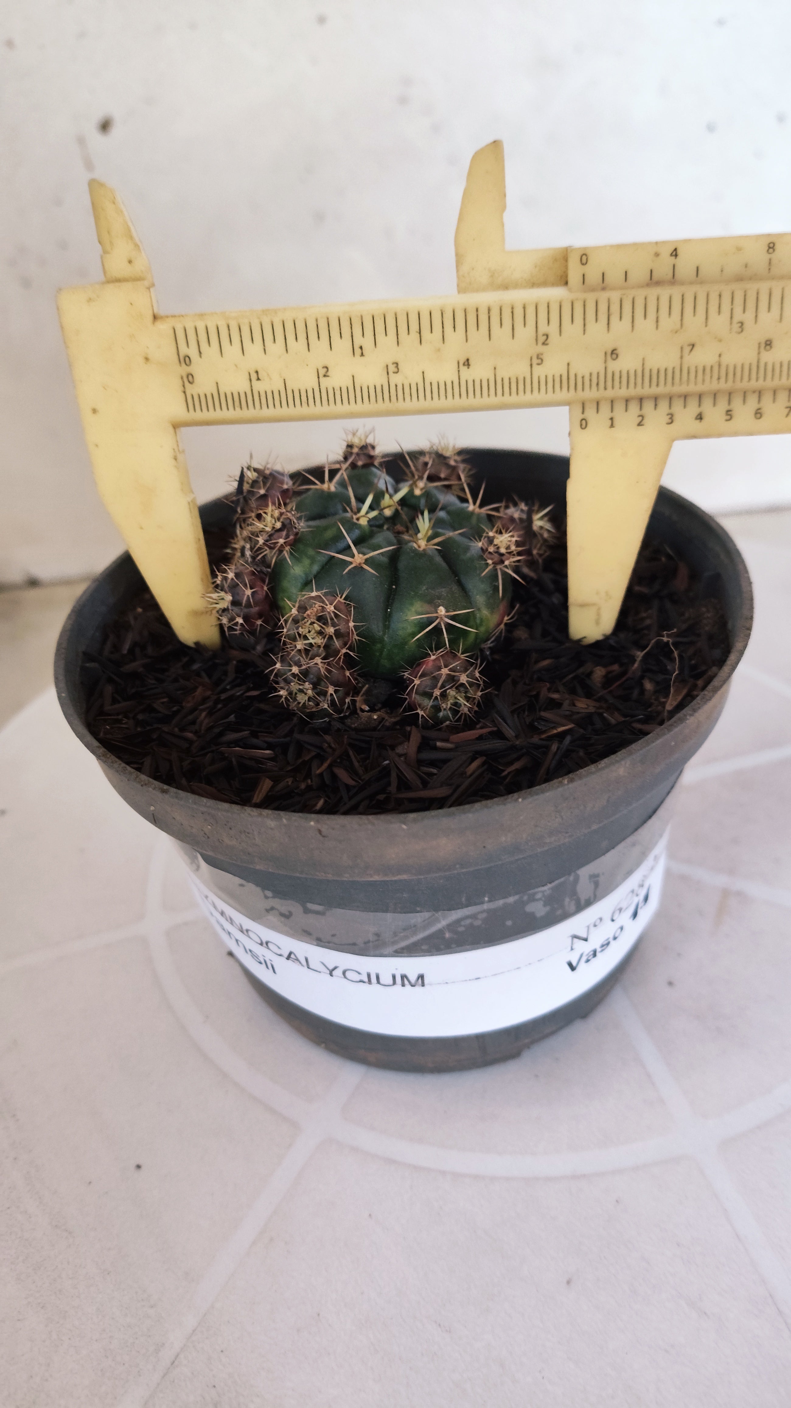 GYMNOCALYCIUM DAMSII - Nº 628 – vaso 11