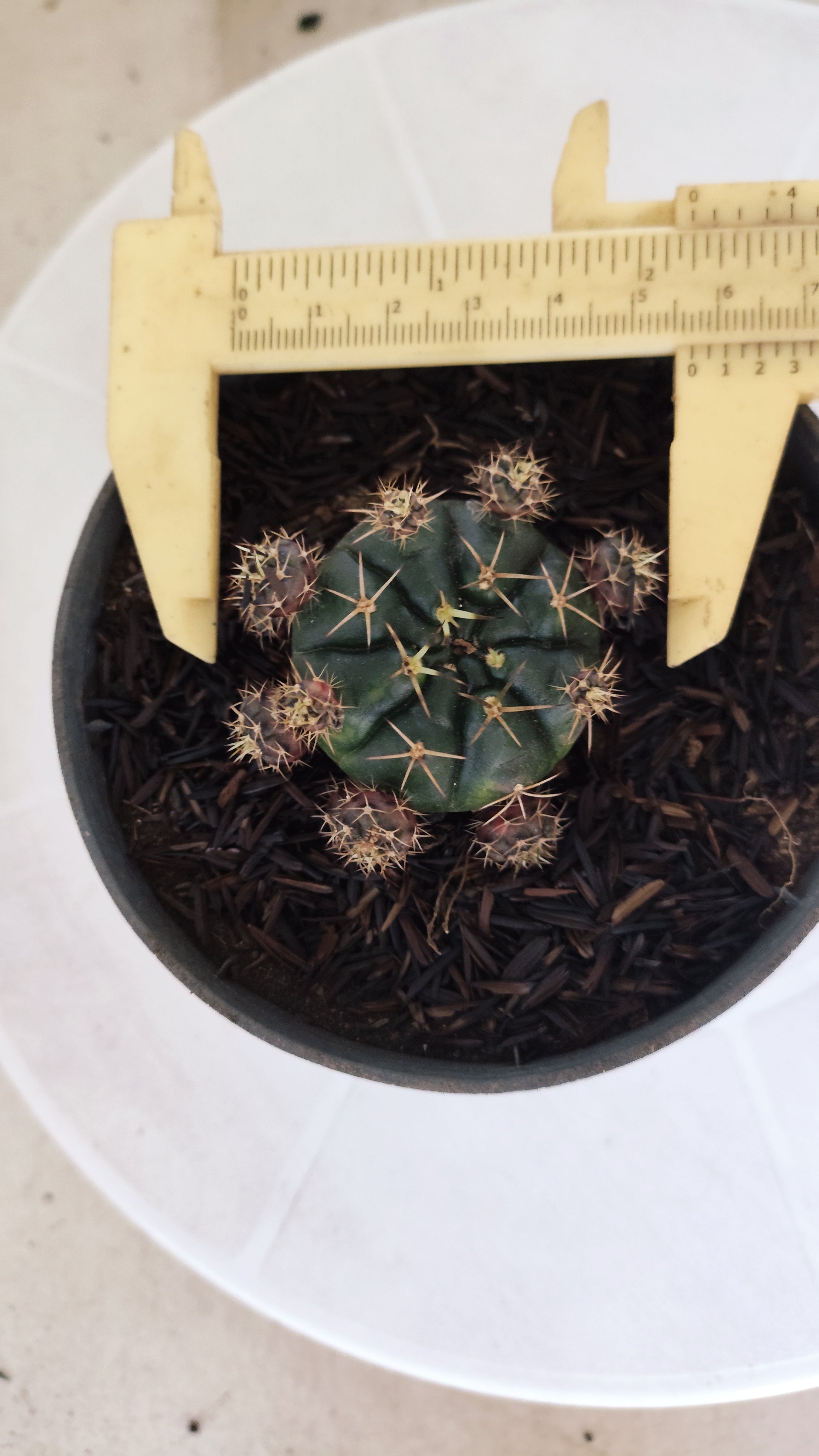 GYMNOCALYCIUM DAMSII - Nº 628 – vaso 11