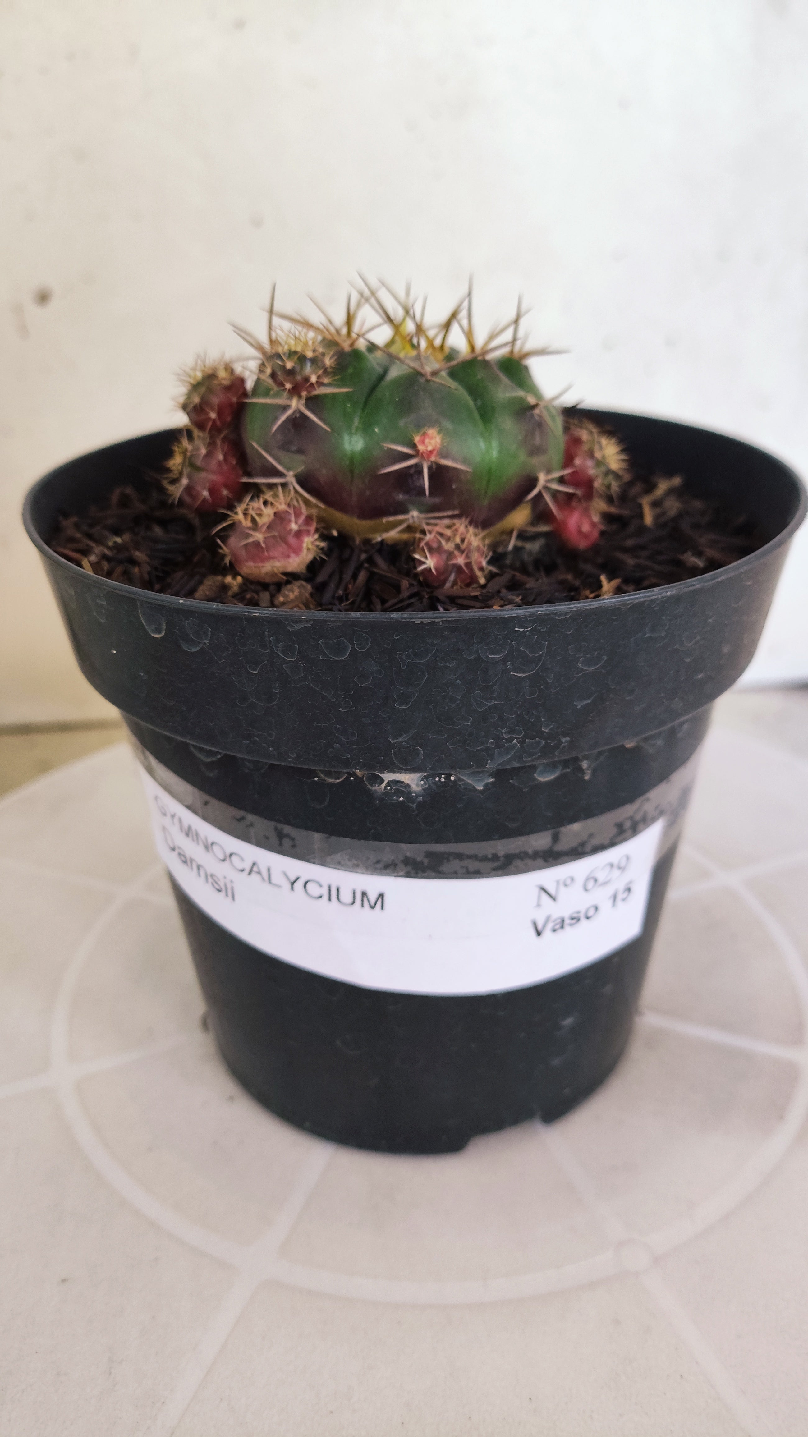 GYMNOCALYCIUM DAMSII - Nº 629 – vaso 15