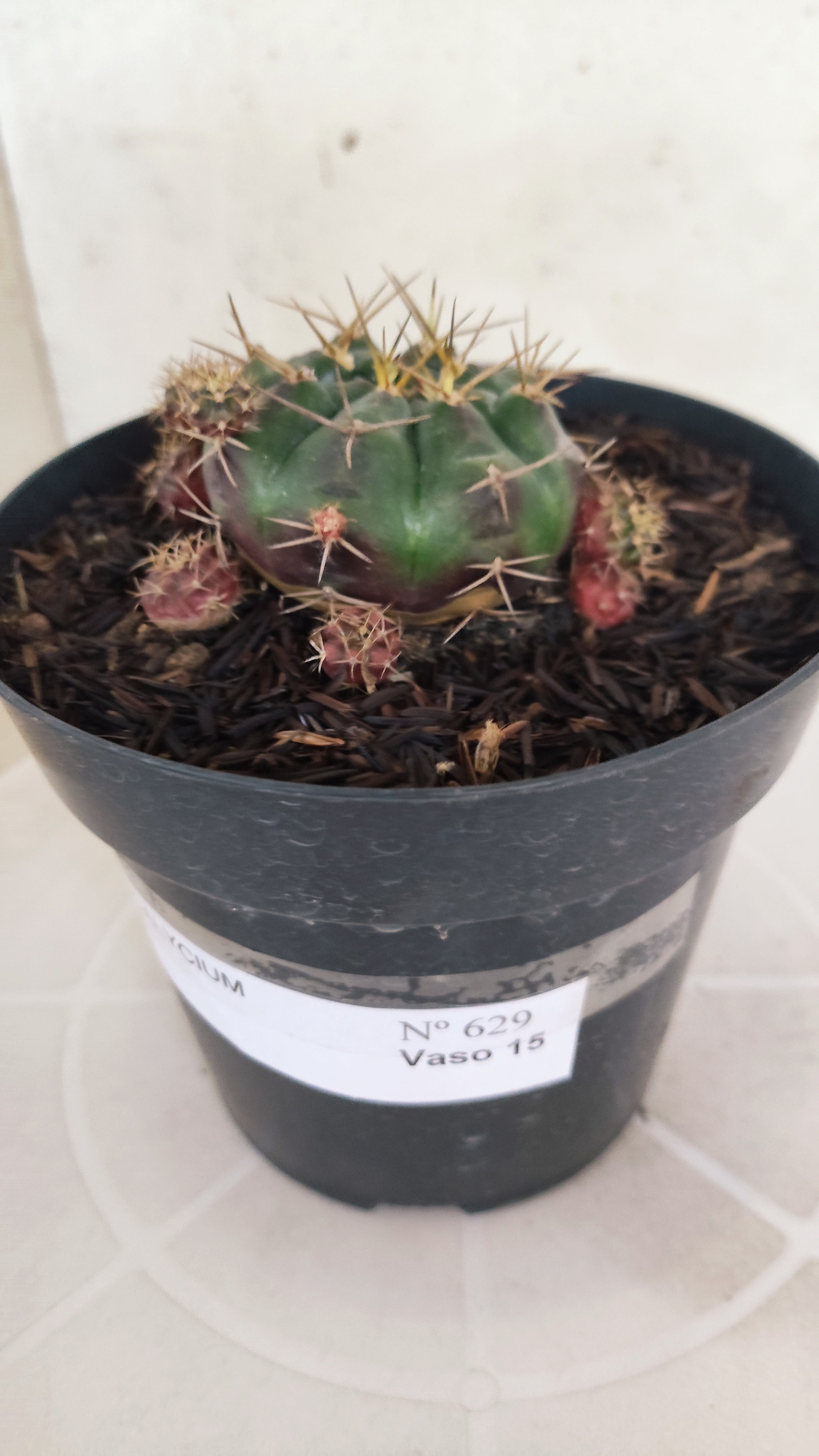 GYMNOCALYCIUM DAMSII - Nº 629 – vaso 15