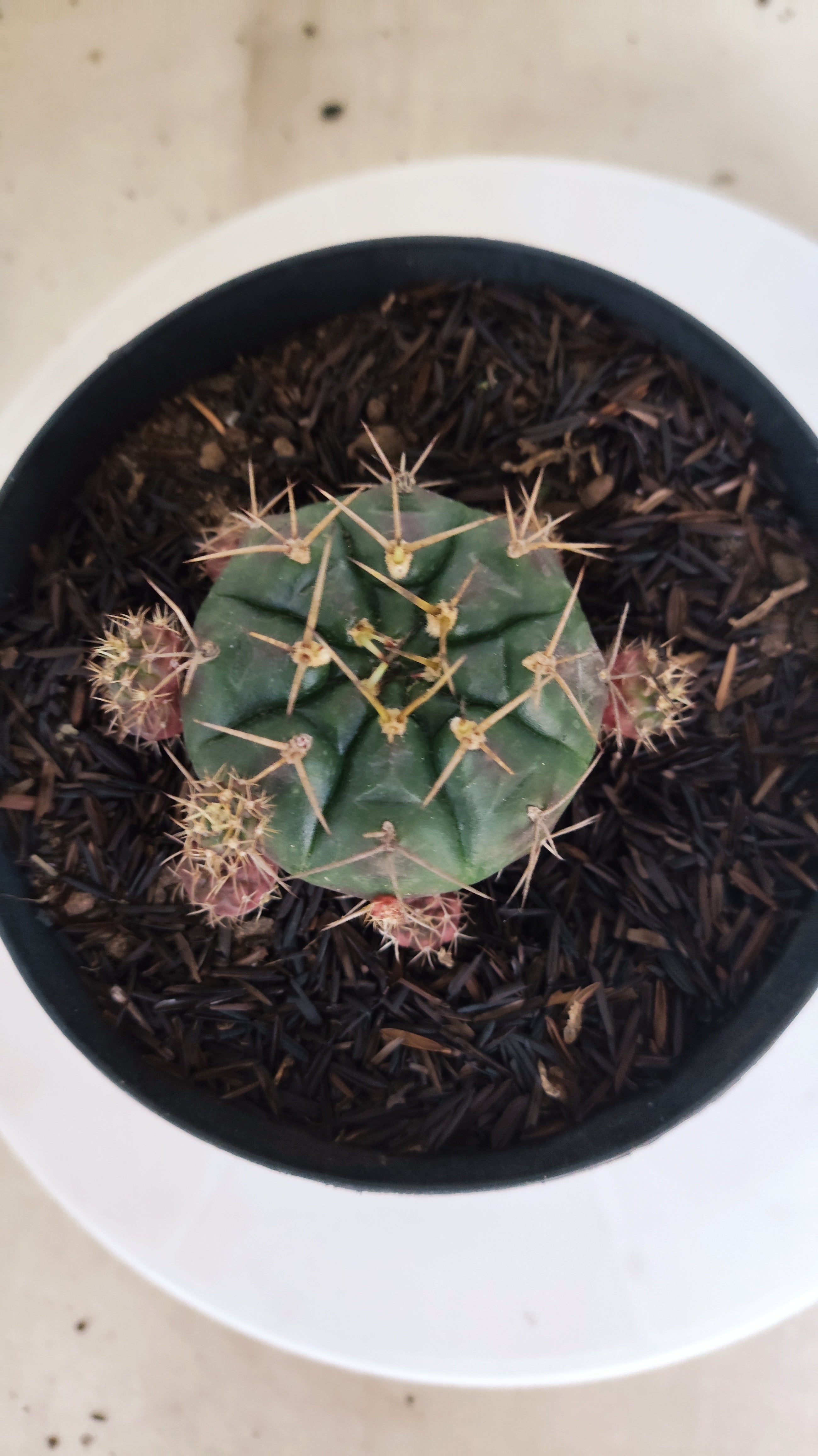 GYMNOCALYCIUM DAMSII - Nº 629 – vaso 15