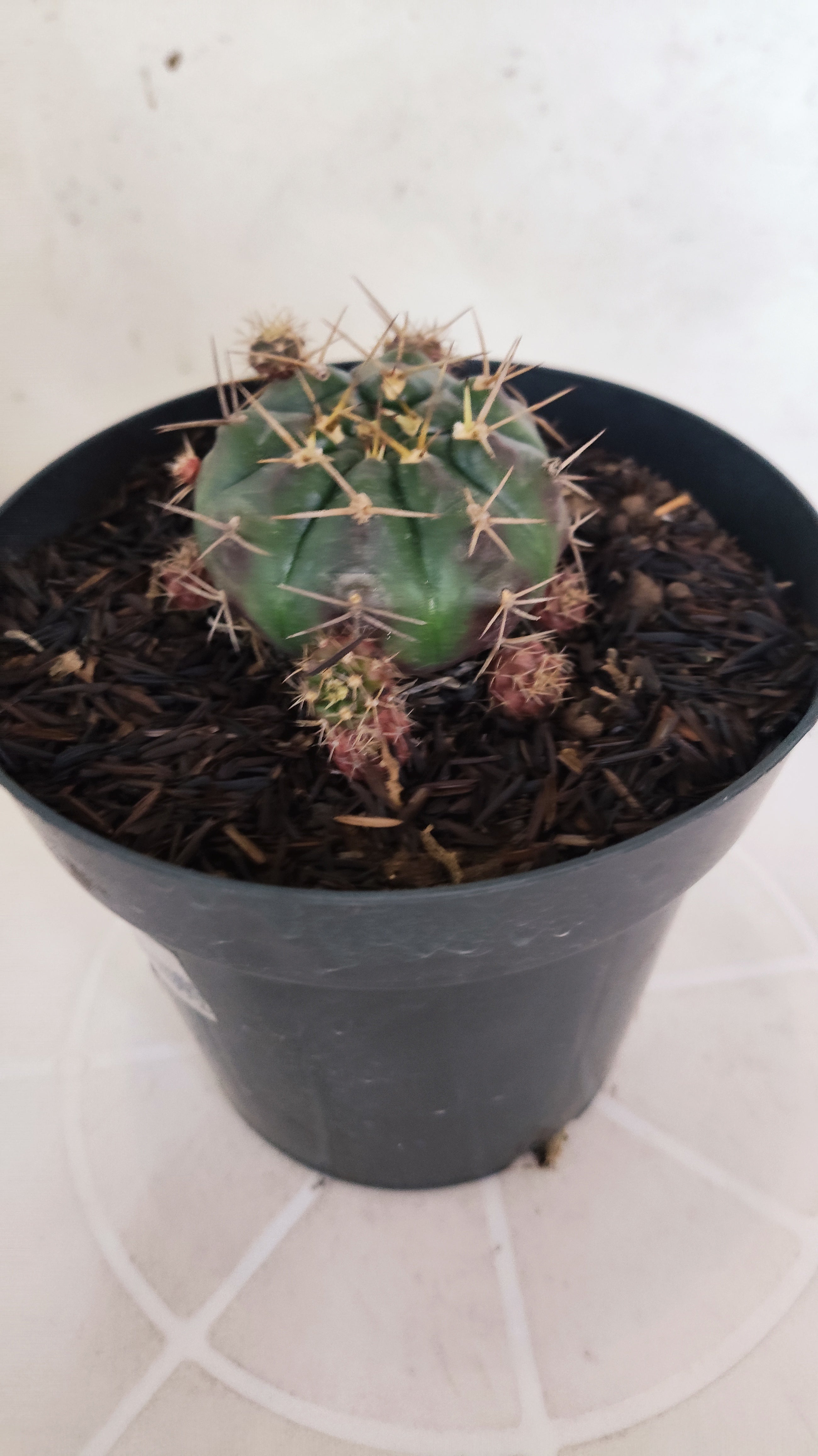 GYMNOCALYCIUM DAMSII - Nº 629 – vaso 15